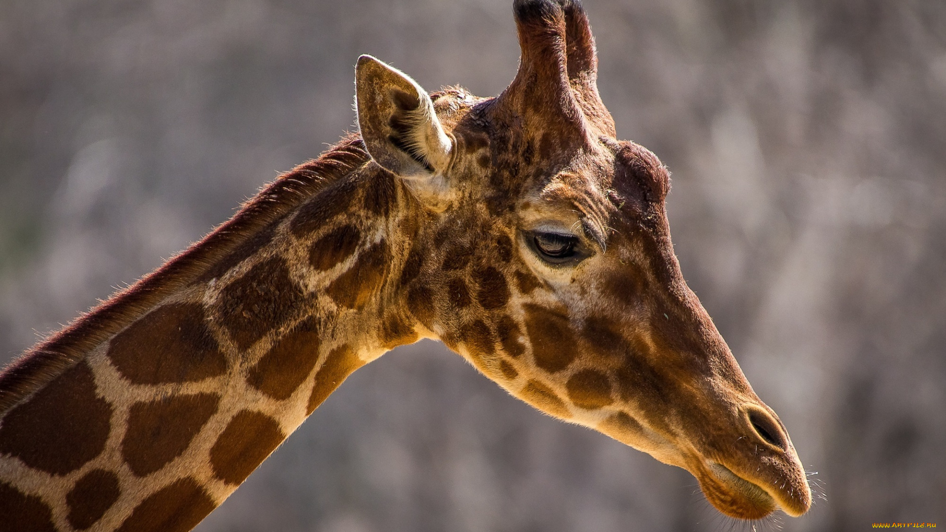 животные, жирафы, шея, профиль, морда, пятна