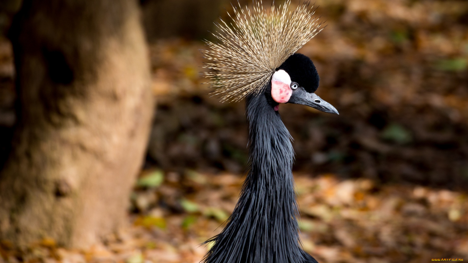 животные, журавли, хохолок, клюв, профиль, птица