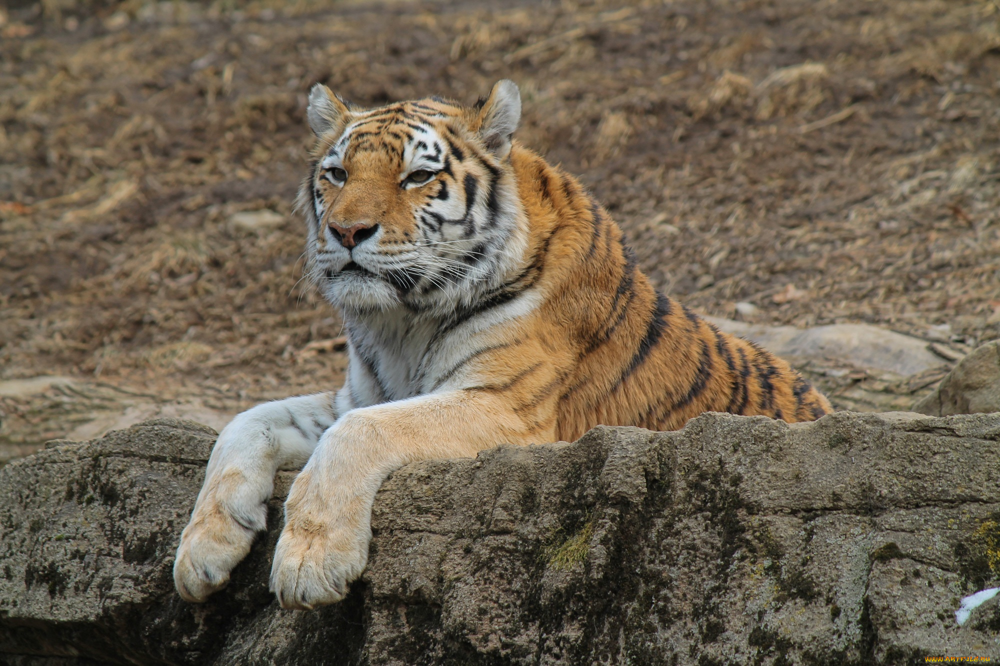 животные, тигры, отдых, камни, лапы, морда, кошка