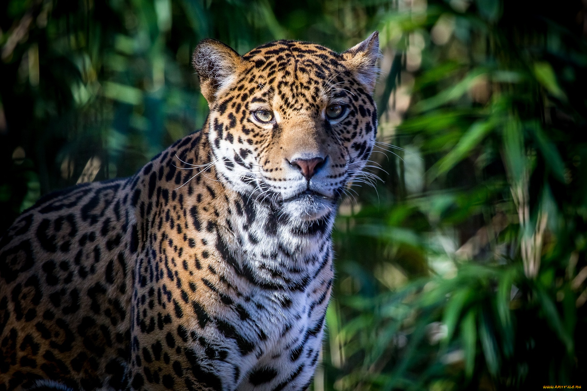 животные, Ягуары, кошка, морда, пятна, тень, листва