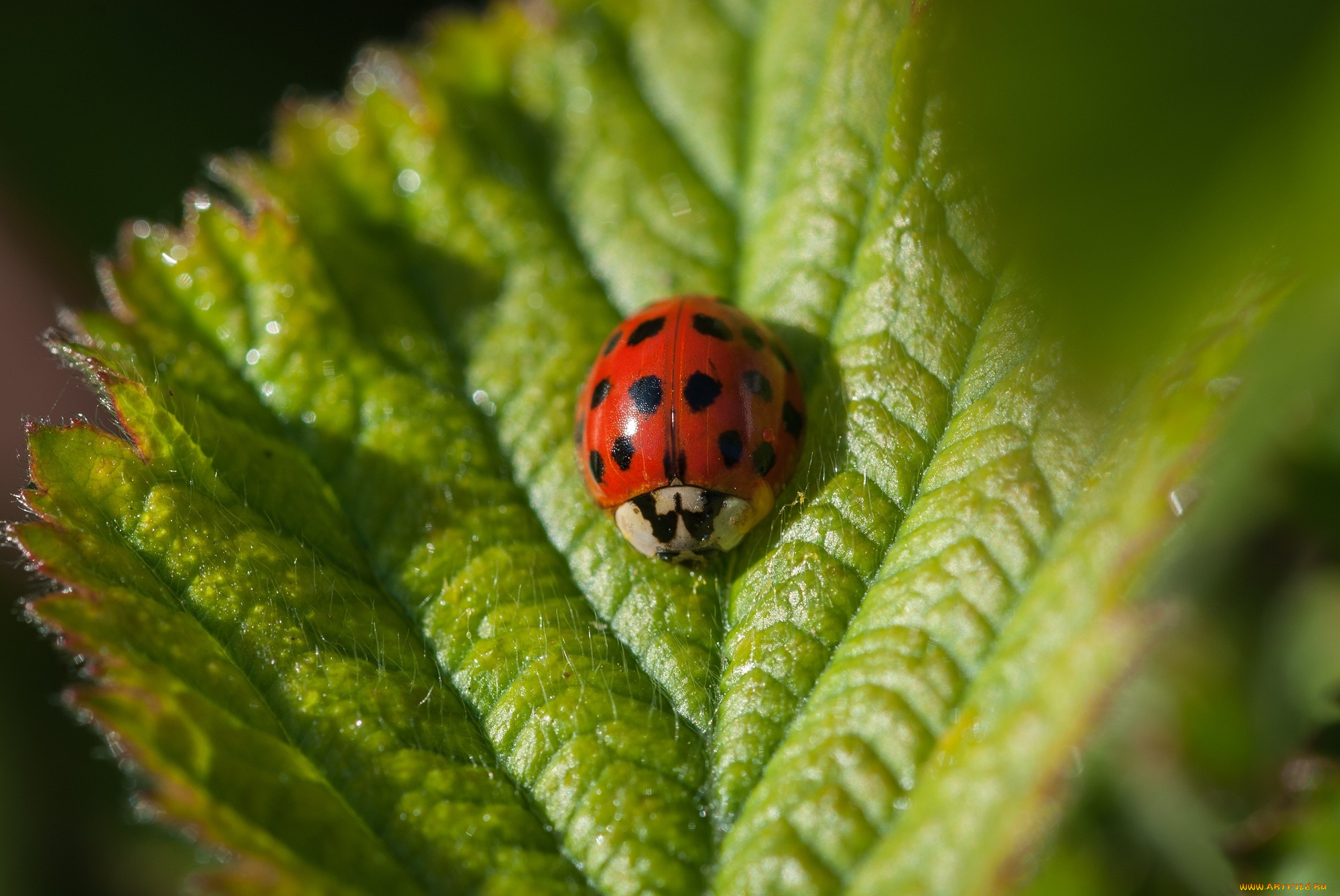 животные, божьи, коровки, зеленый, макро, листок