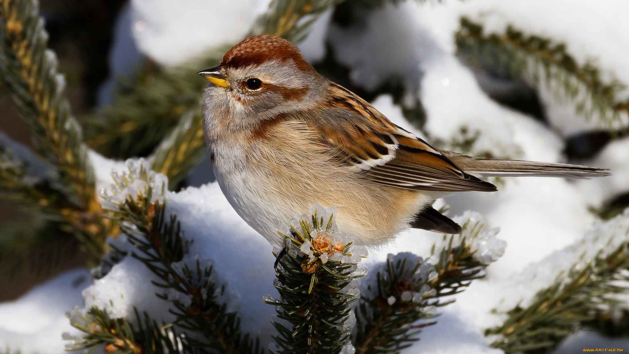 животные, воробьи, птичка