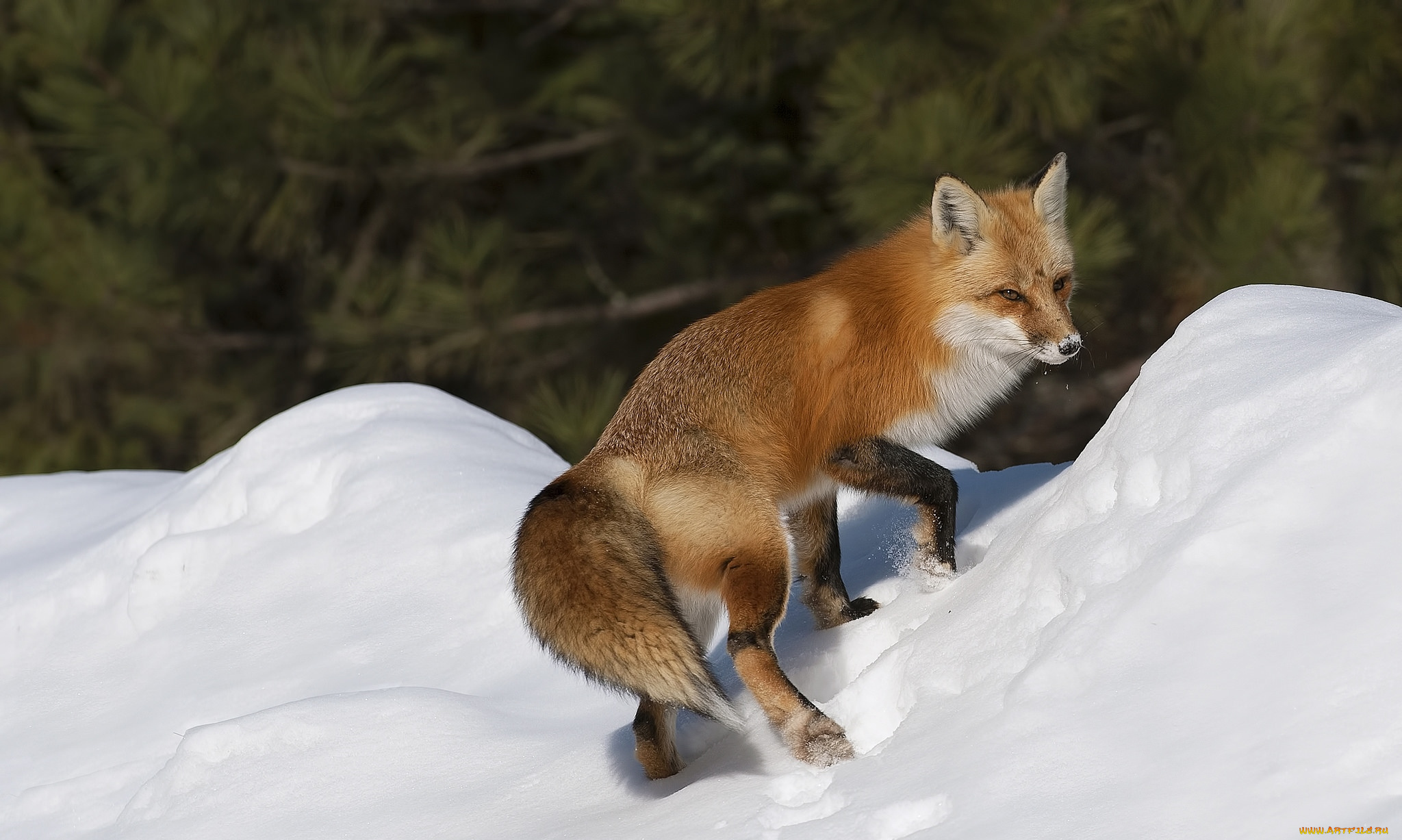 животные, лисы, рыжая
