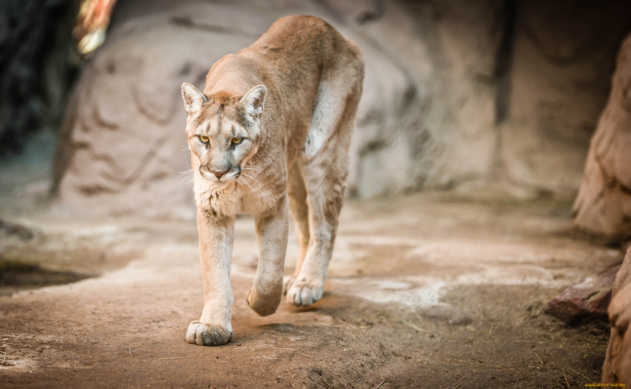 животные, пумы, прогулка, морда, кошка, кугуар