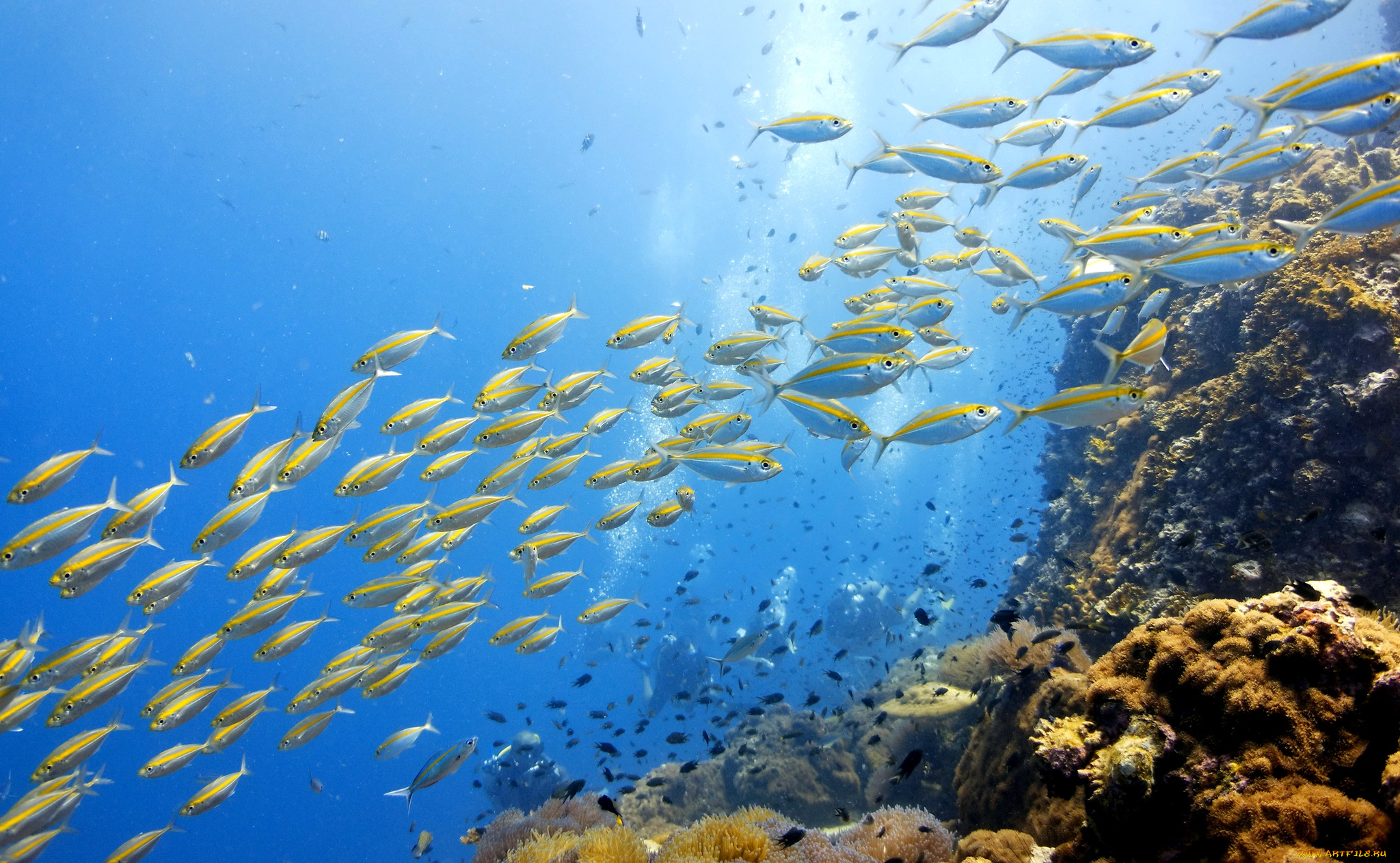 животные, рыбы, косяк