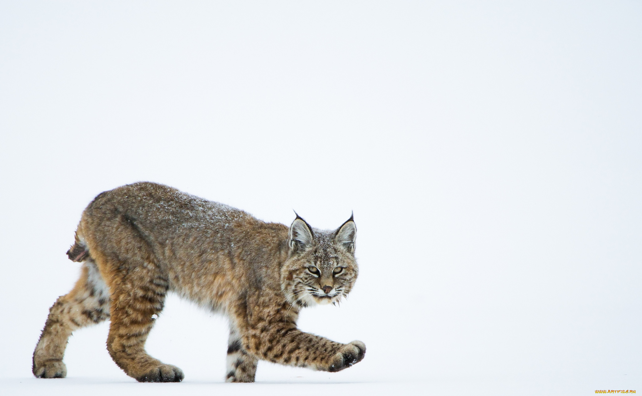 животные, рыси, кошка