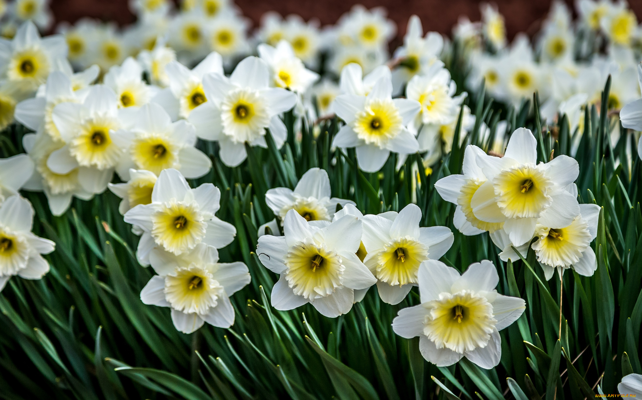 цветы, нарциссы, много