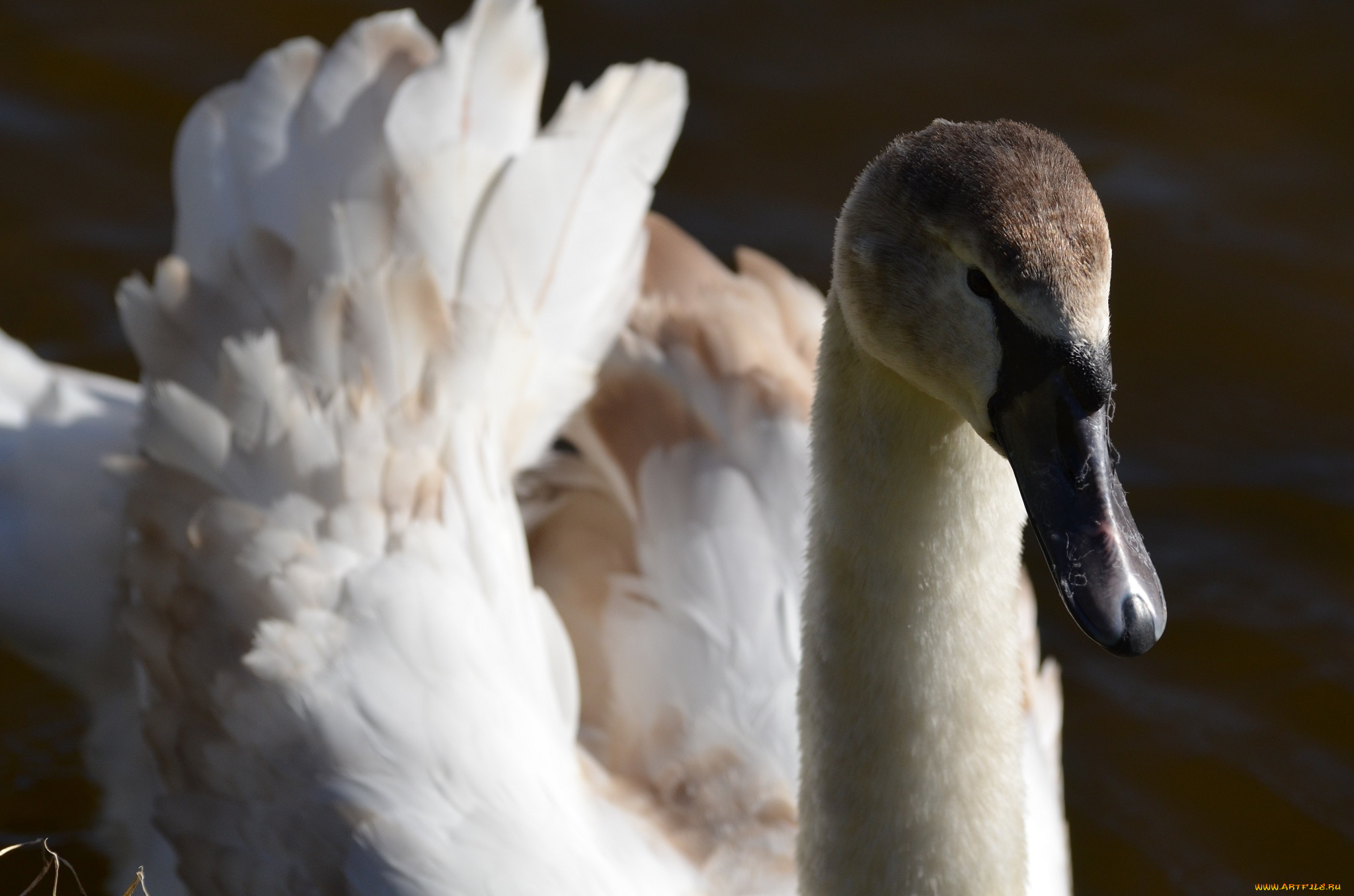 животные, лебеди, клюв, птица, грация, красавец