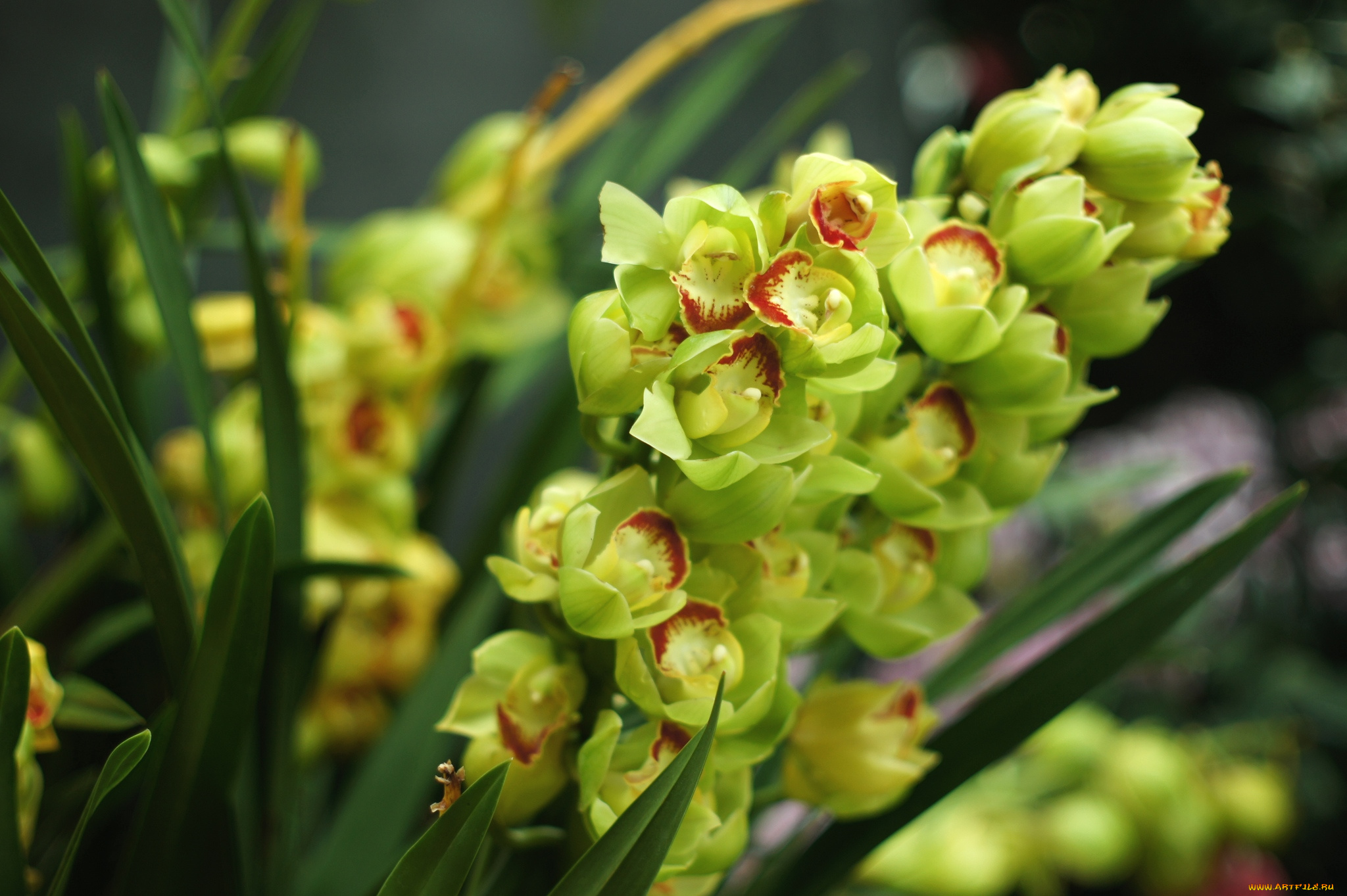 цветы, орхидеи, экзотика