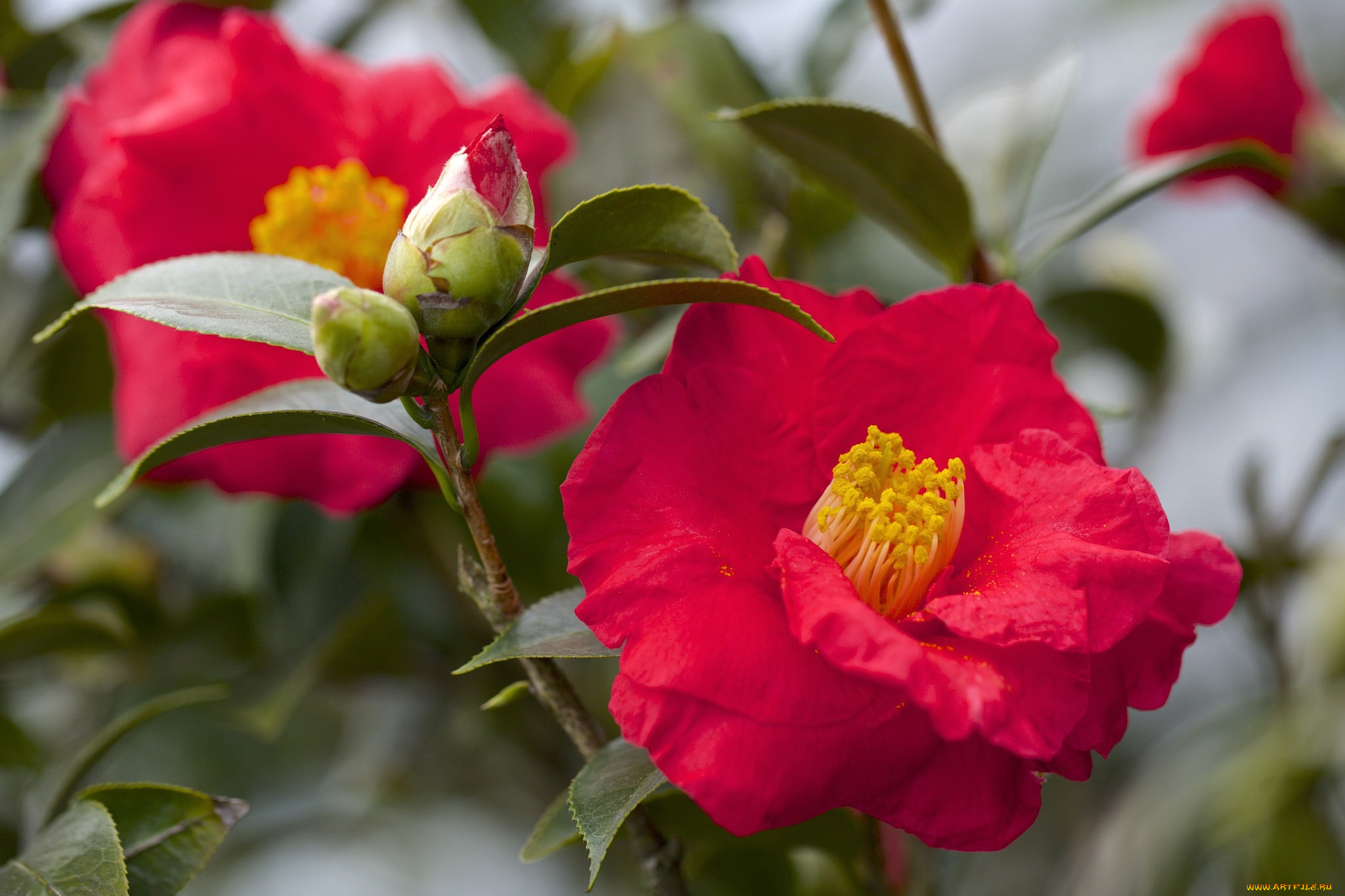 цветы, камелии, красный