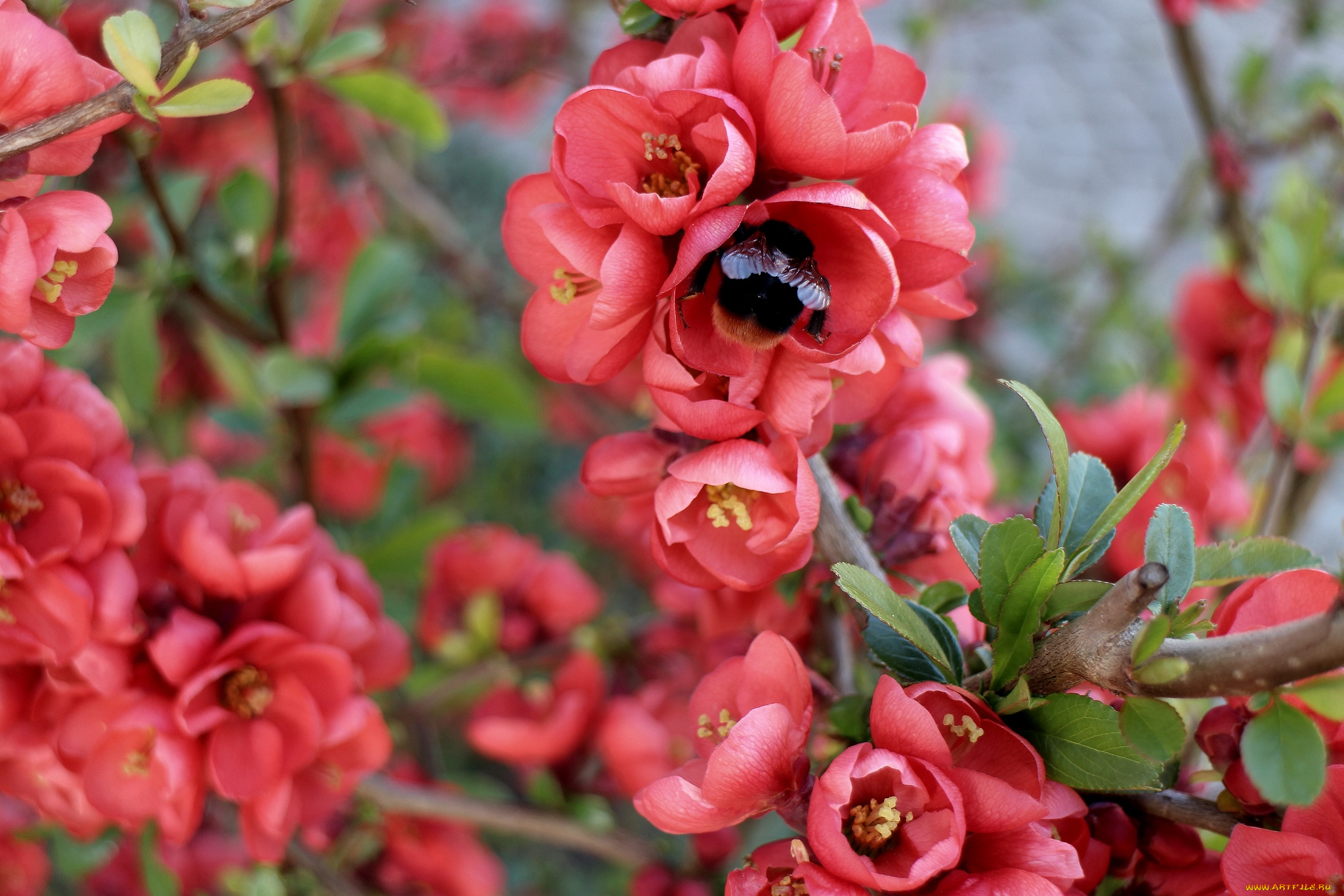 цветы, айва, шмель, весна