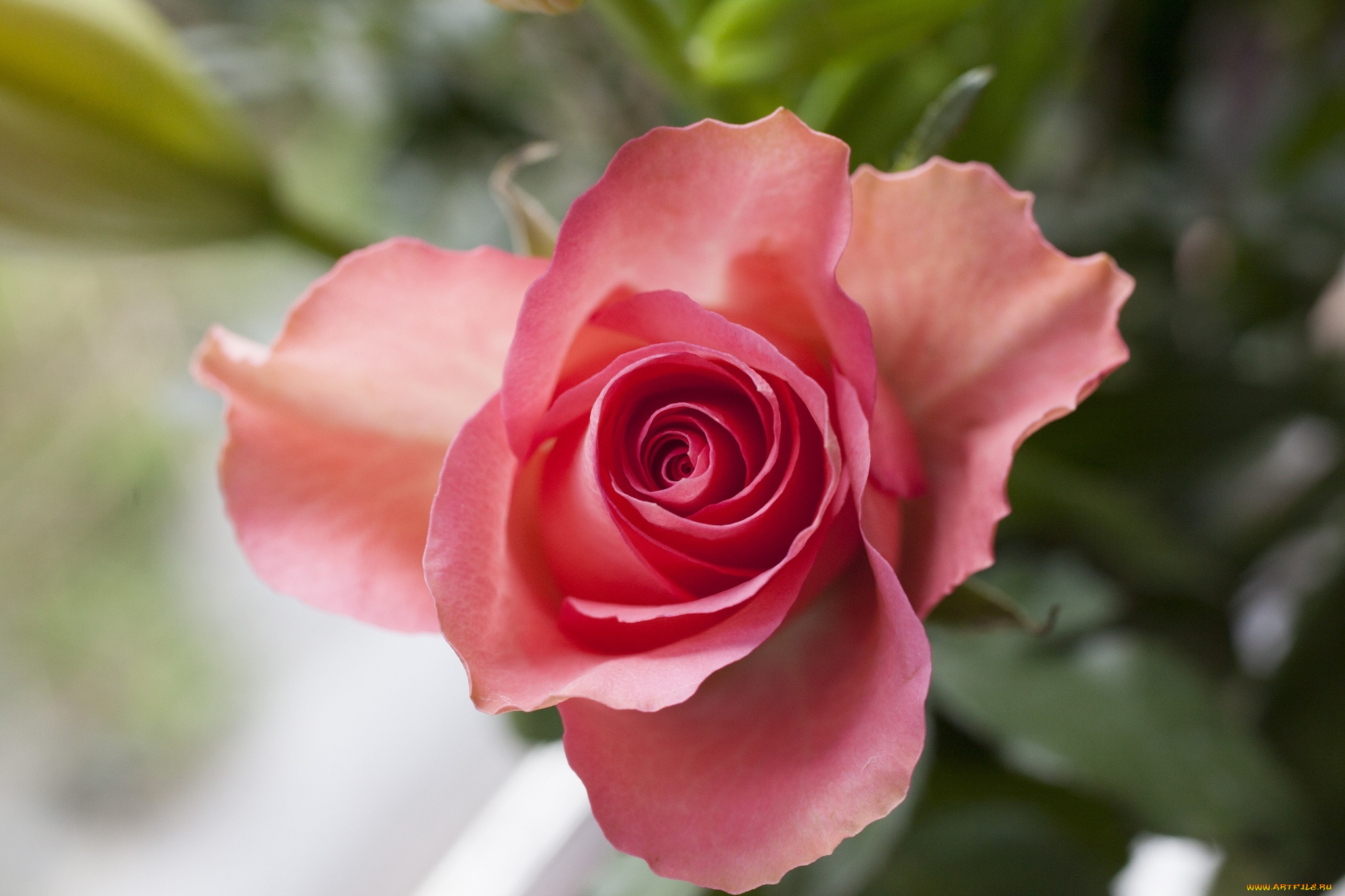 цветы, розы, макро, лепестки