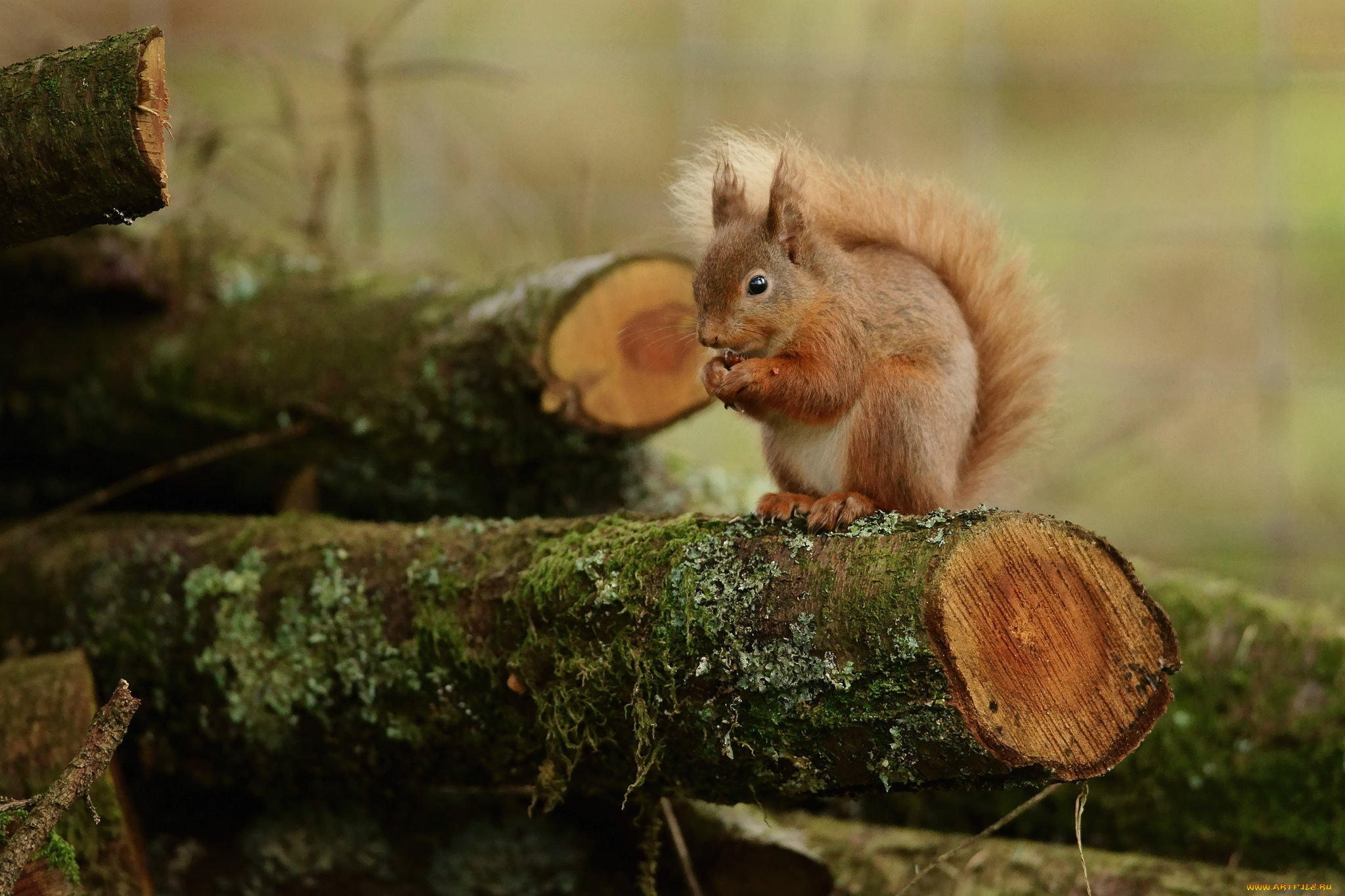 животные, белки, зверек