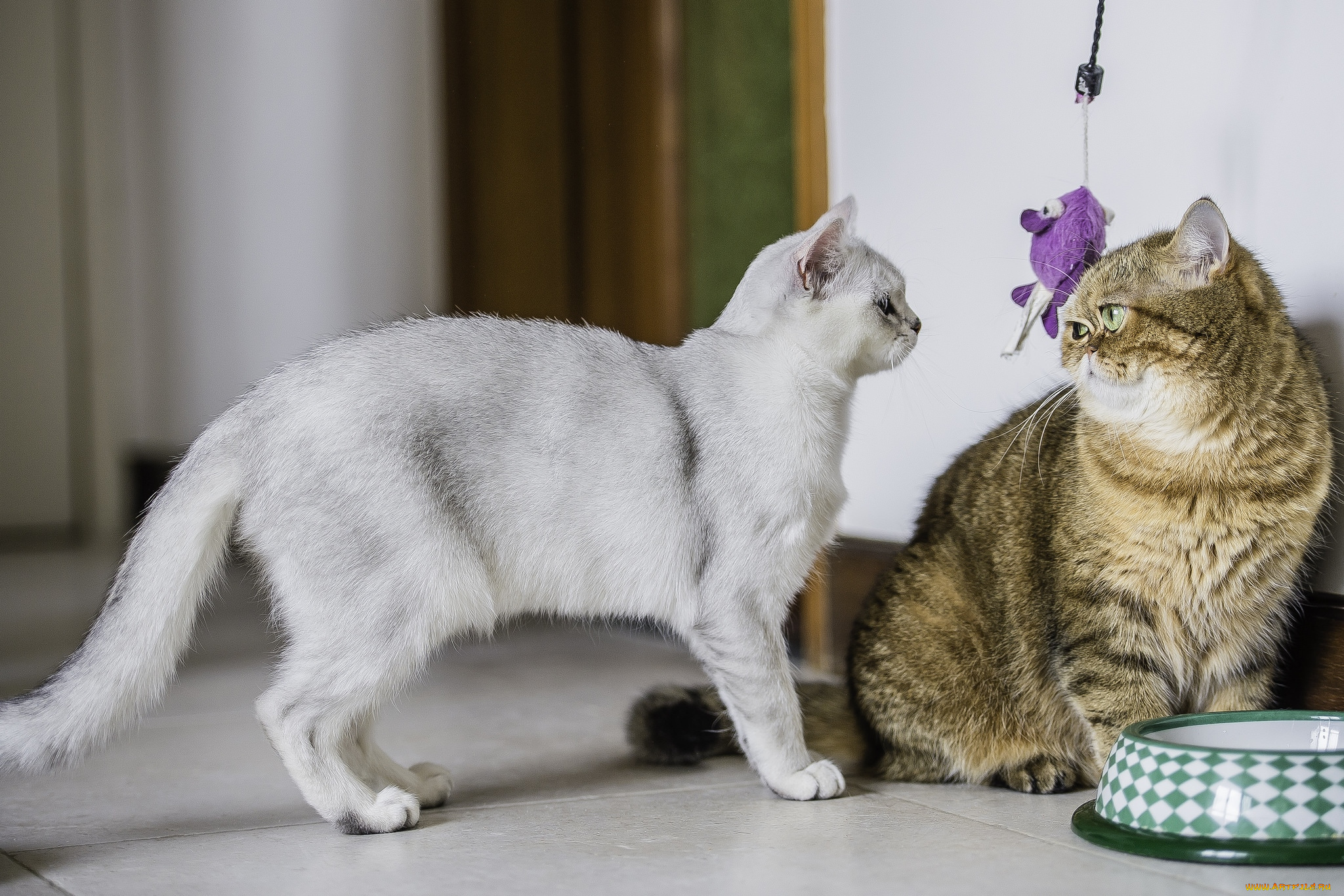 животные, коты, парочка