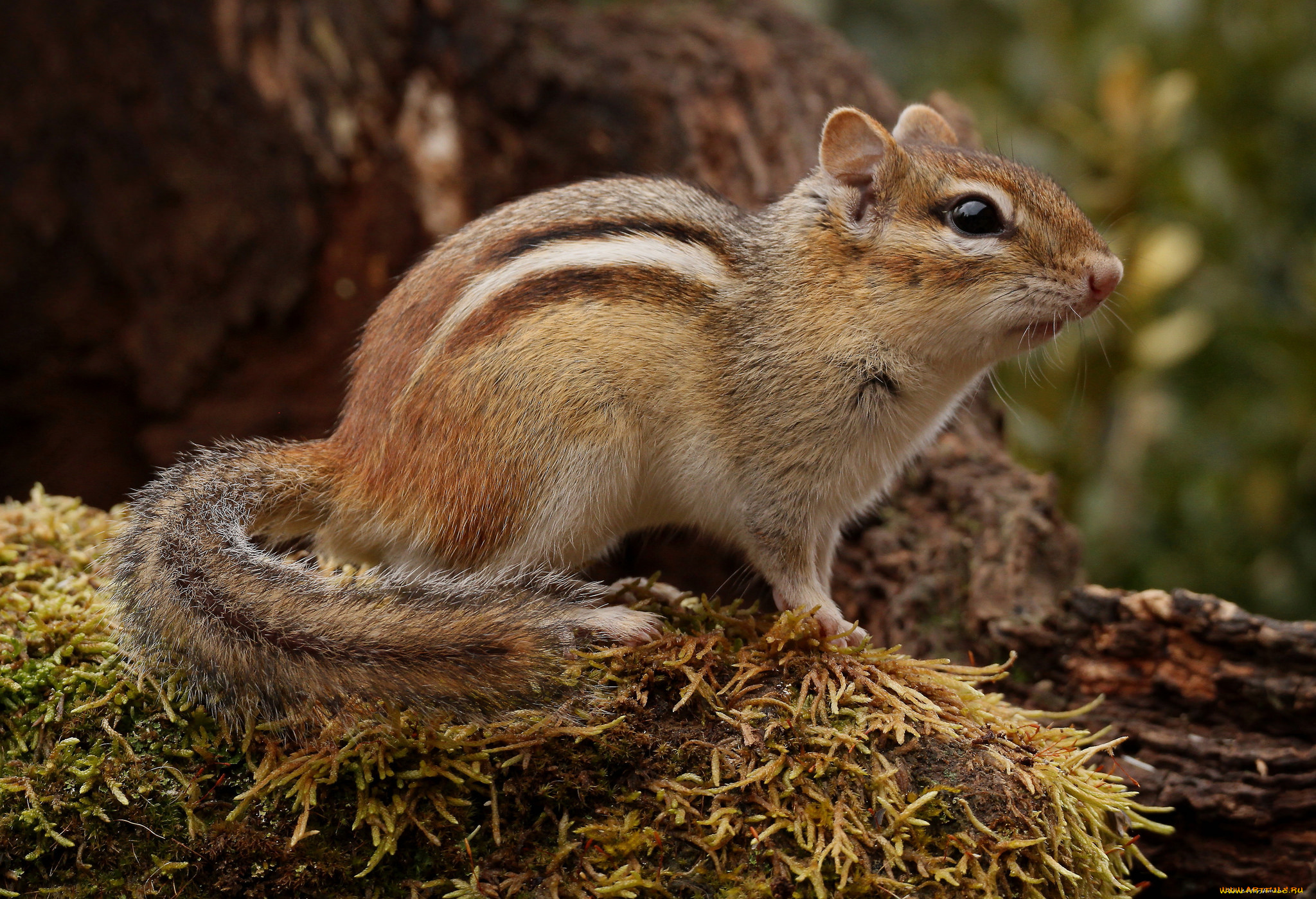 животные, бурундуки, зверек