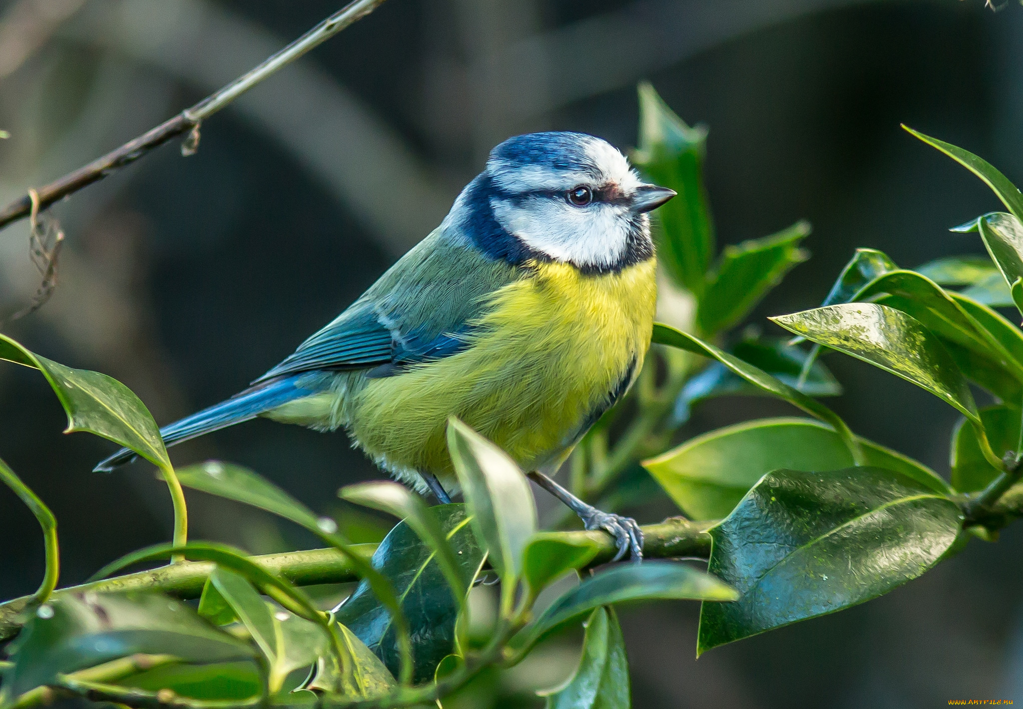животные, синицы, , лазоревки, грудка