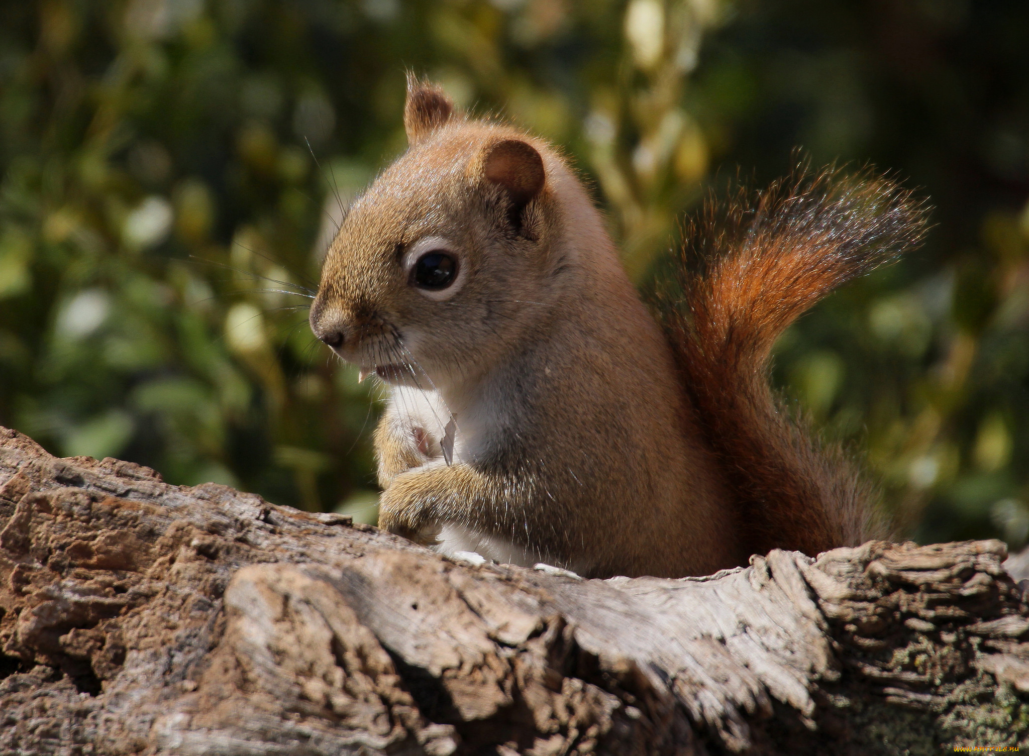 животные, белки, зверек