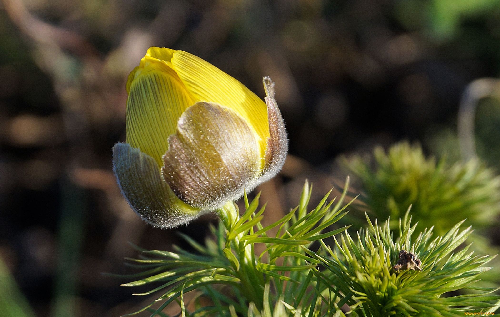 цветы, анемоны, , адонисы, адонис, бутон