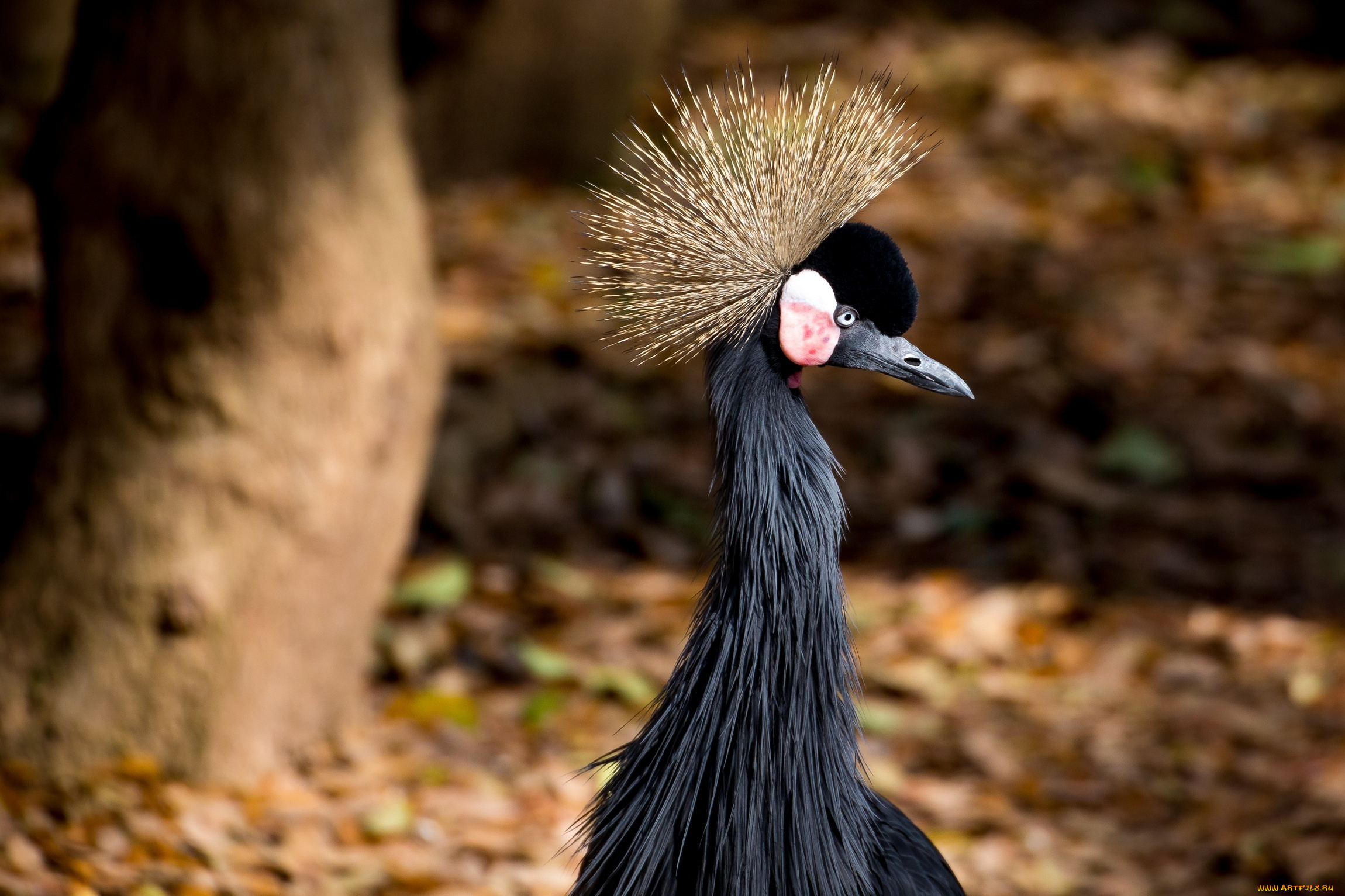 животные, журавли, хохолок, клюв, профиль, птица
