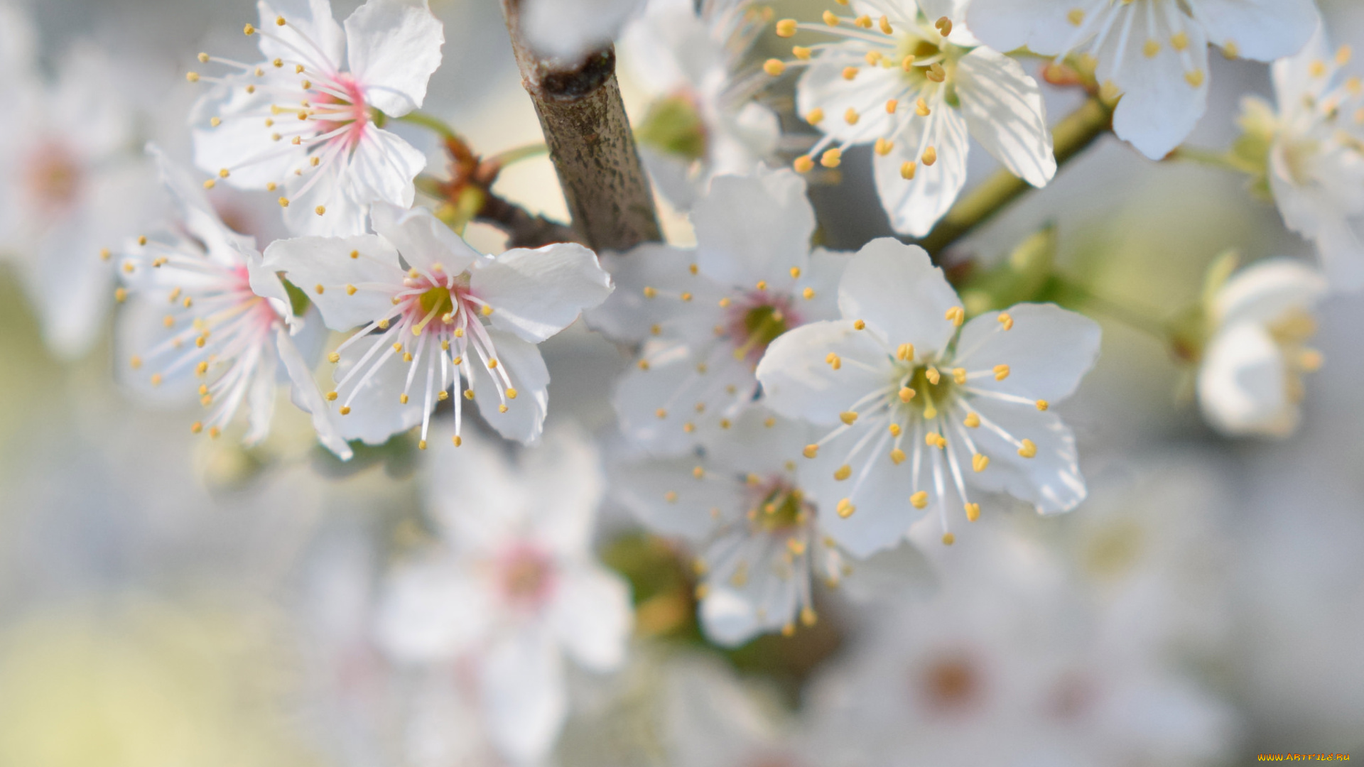 цветы, цветущие, деревья, , , кустарники, бклые, весна
