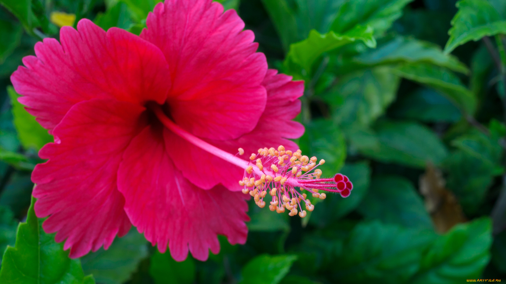 цветы, гибискусы, тычинка, листики, цветение, красный, гибискус