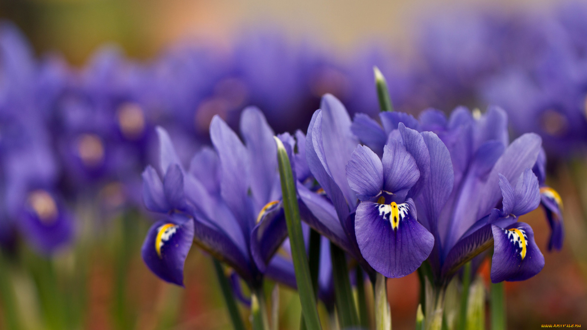 цветы, ирисы, цветение, лепестки, фиолетовый, ирис