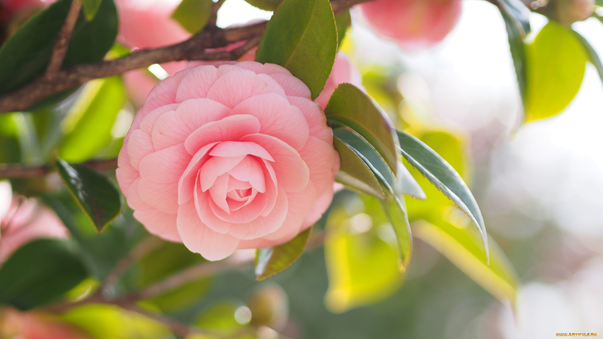 цветы, камелии, shrubs, flowering, leaf, bud, бутон, цветение, кустарник, camellia, листья, камелия