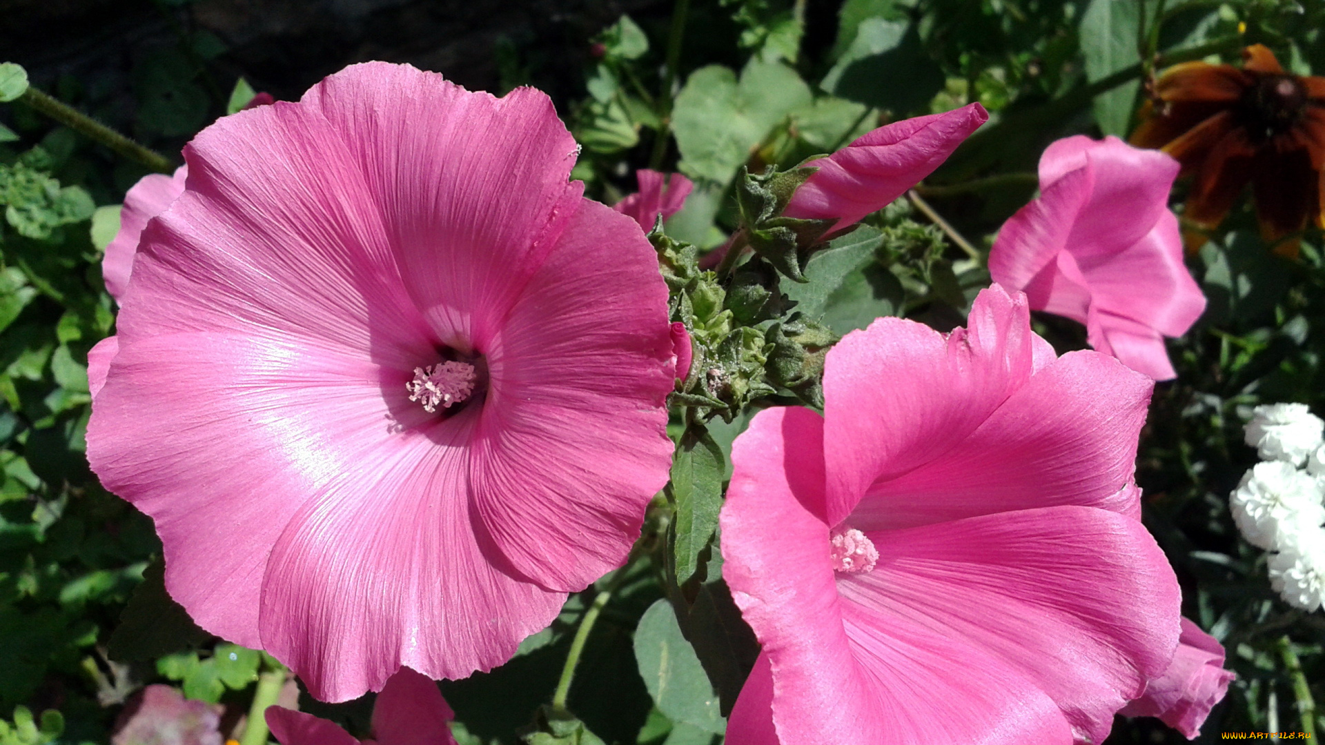 цветы, лаватера, розовый