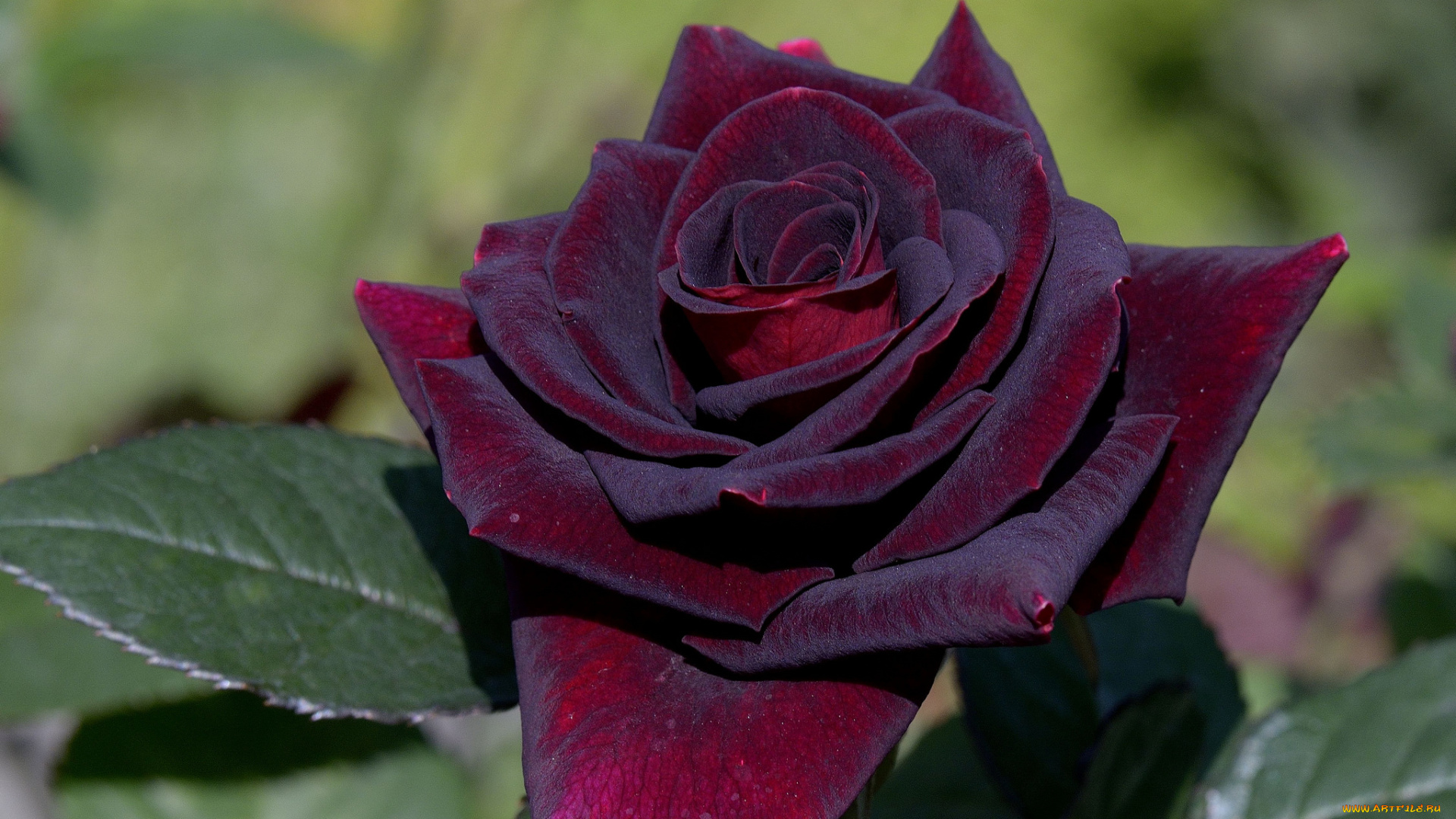 цветы, розы, rose, leaves, petals, цветение, bud, бутон, лепестки, листья, роза, blossoms