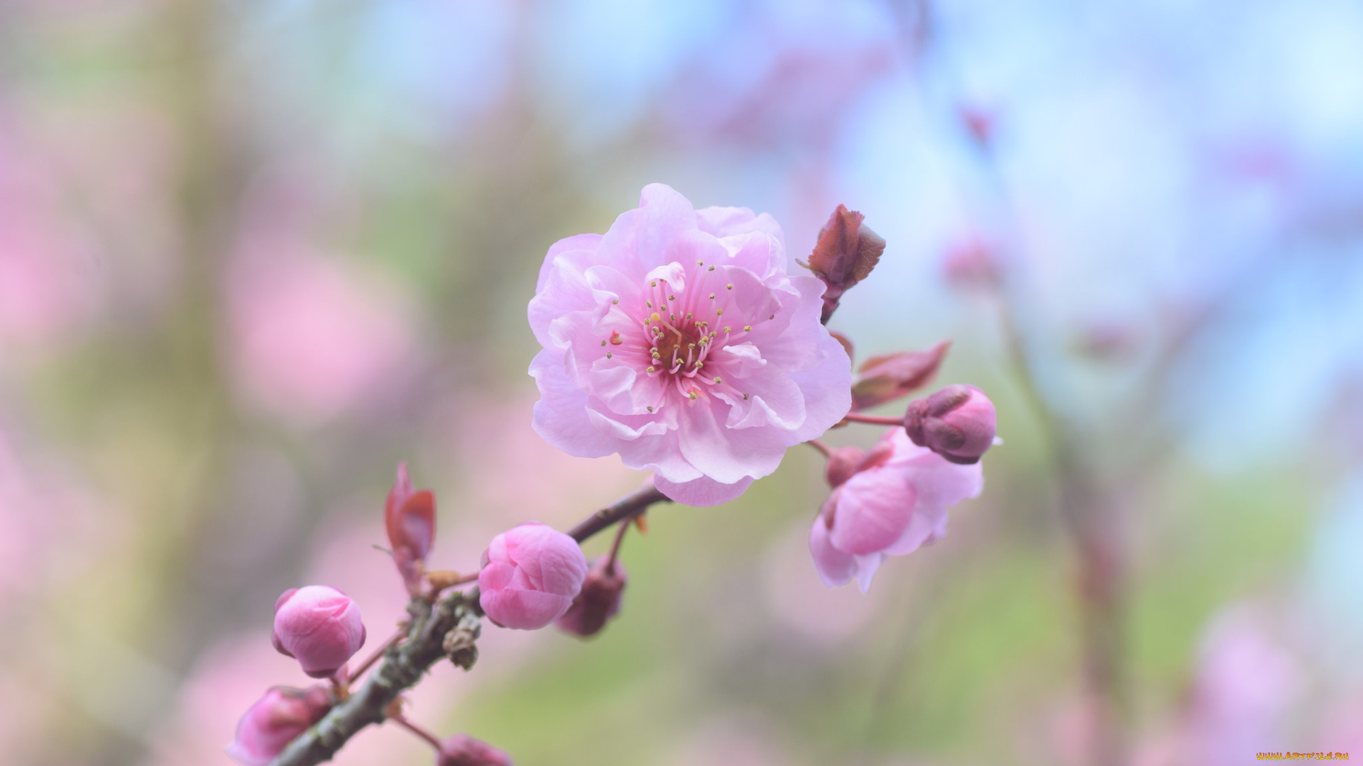 цветы, сакура, , вишня, ветка, макро, нежность, бутоны