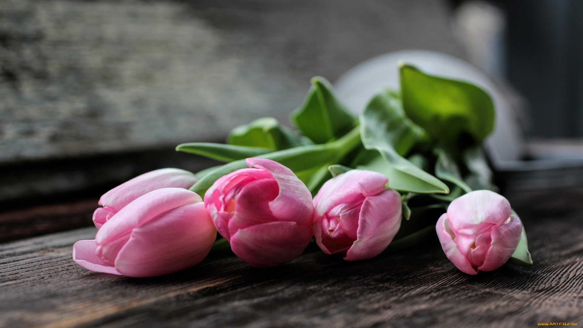 цветы, тюльпаны, лепестки, розовые