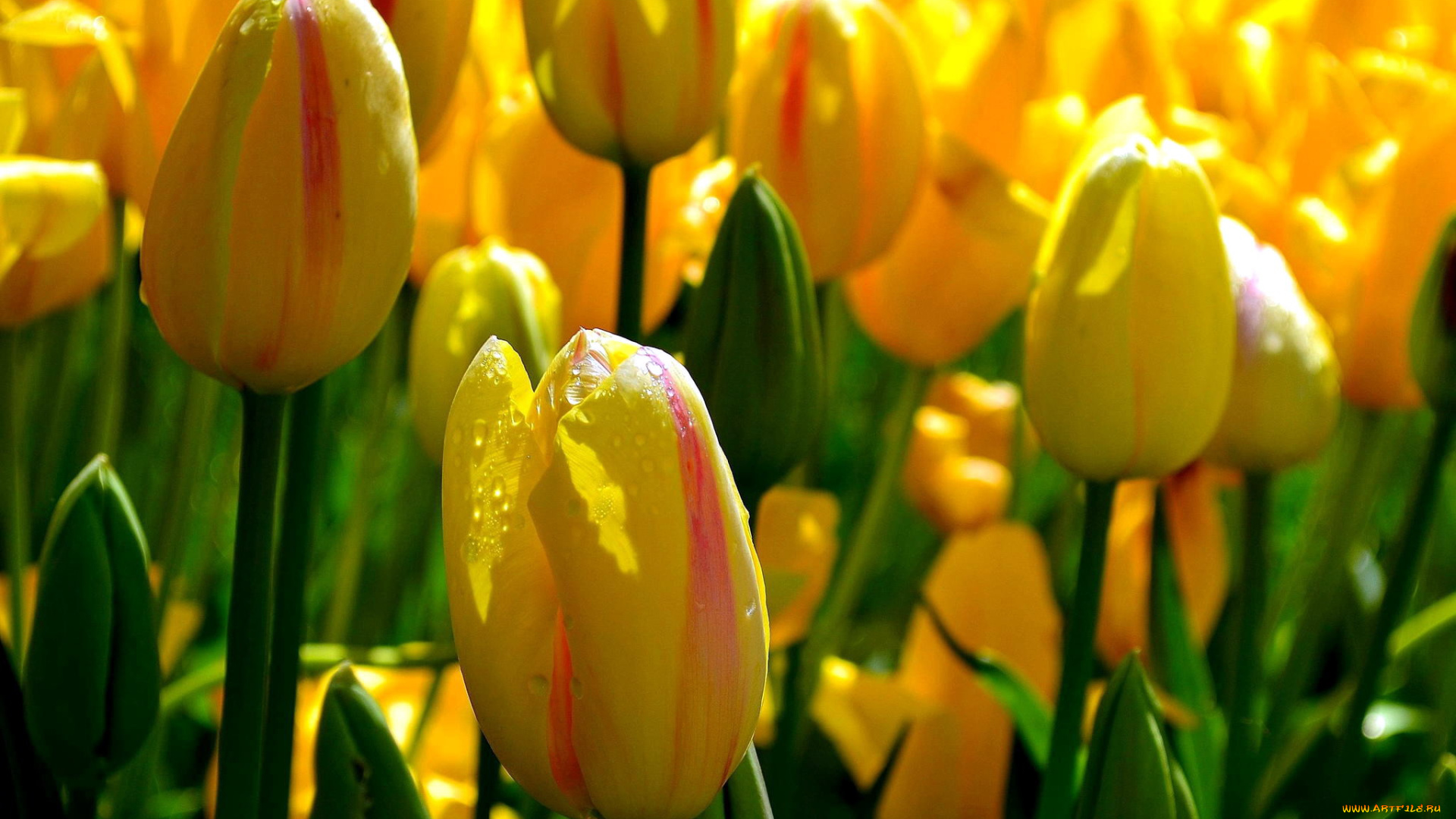 цветы, тюльпаны, желтый