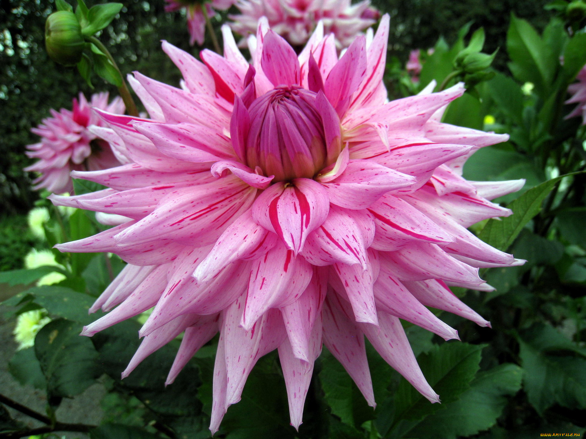 цветы, георгины, розовый