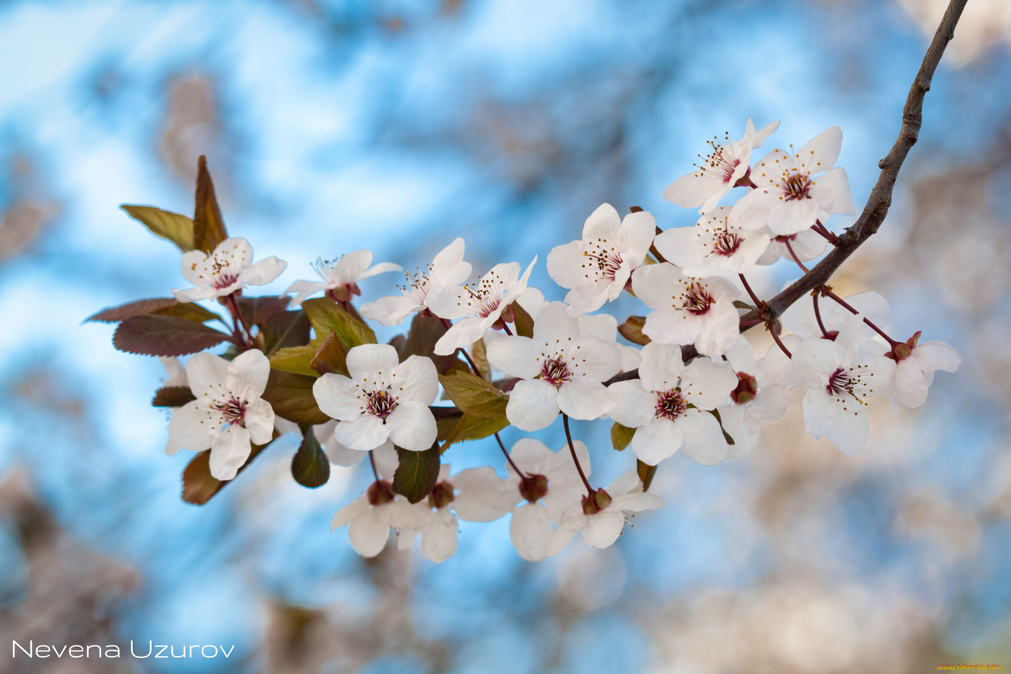 цветы, цветущие, деревья, , , кустарники, цветение, ветка, листья, цветочки, белые