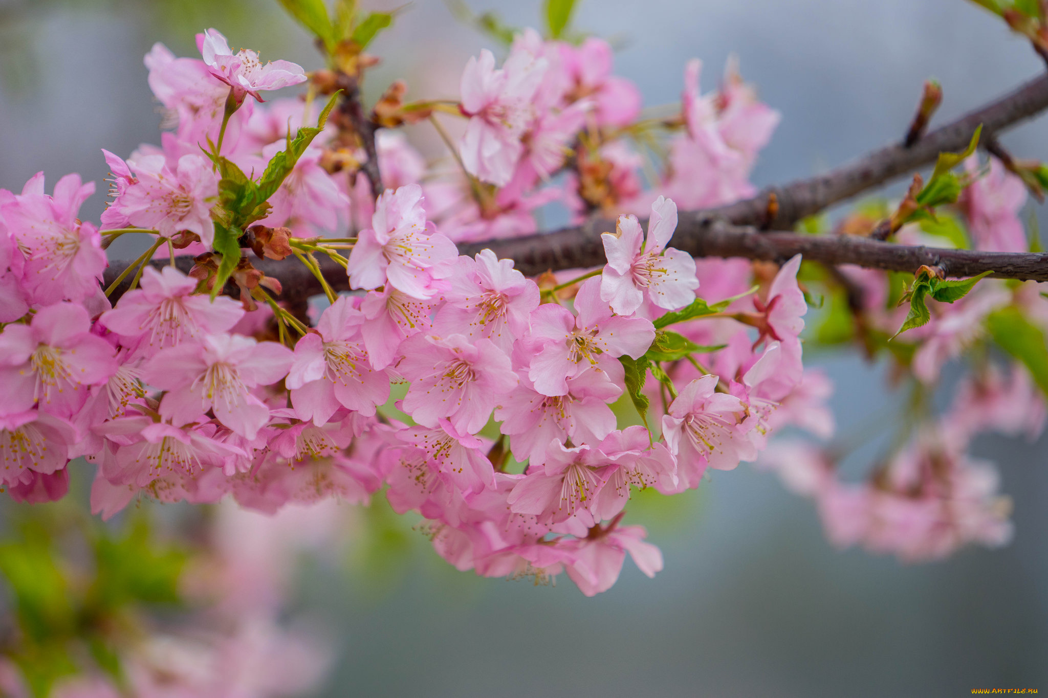 цветы, цветущие, деревья, , , кустарники, цветущая, веточка, цветки, ветка, листья