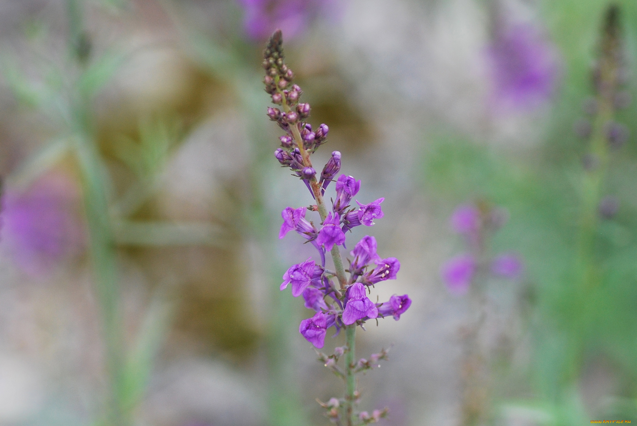 цветы, луговые, , полевые, , цветы, сиреневые, соцветие, луг, макро