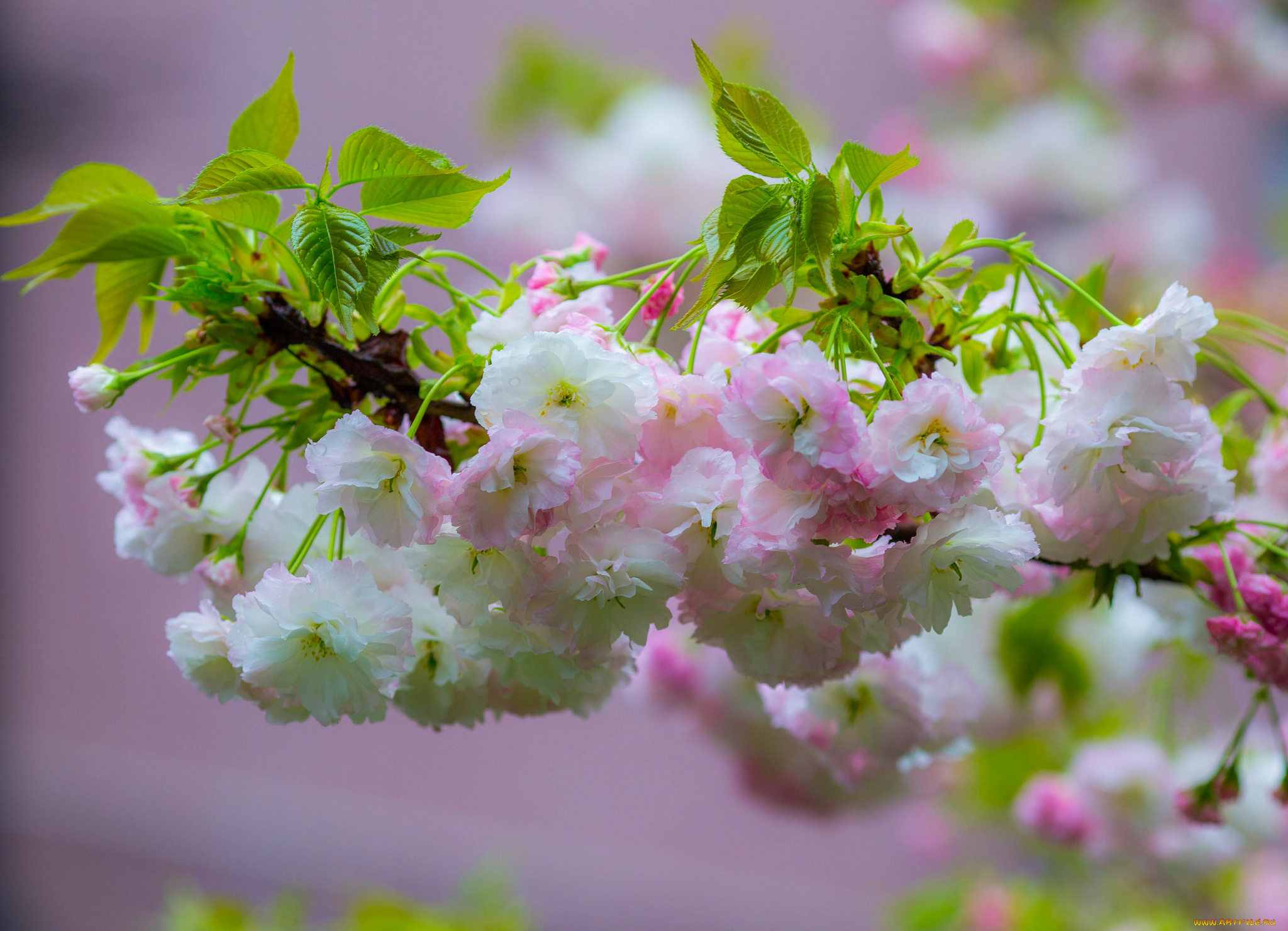 цветы, цветущие, деревья, , , кустарники, белые, цветочки, листья, ветка, цветение