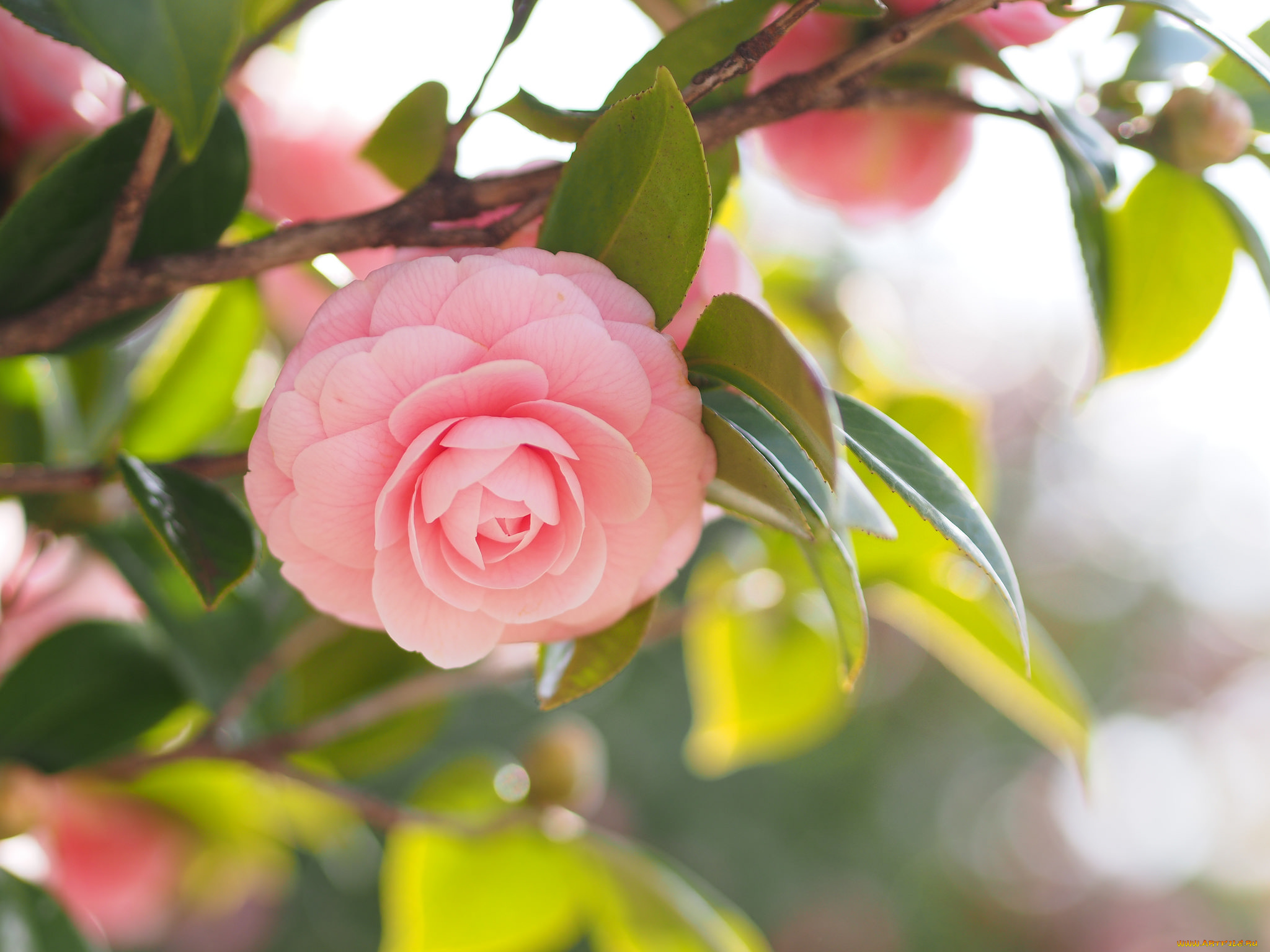 цветы, камелии, shrubs, flowering, leaf, bud, бутон, цветение, кустарник, camellia, листья, камелия