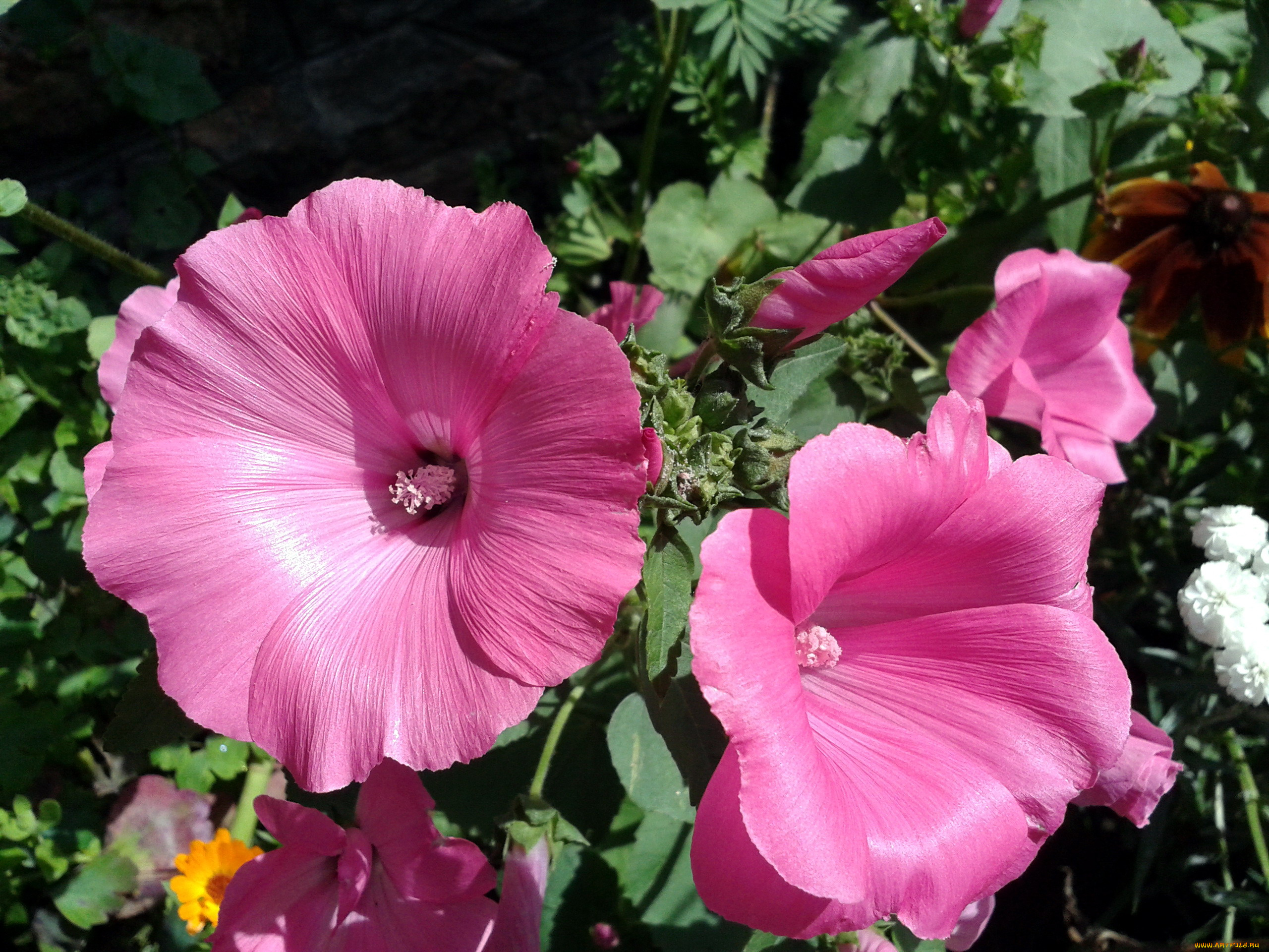 цветы, лаватера, розовый