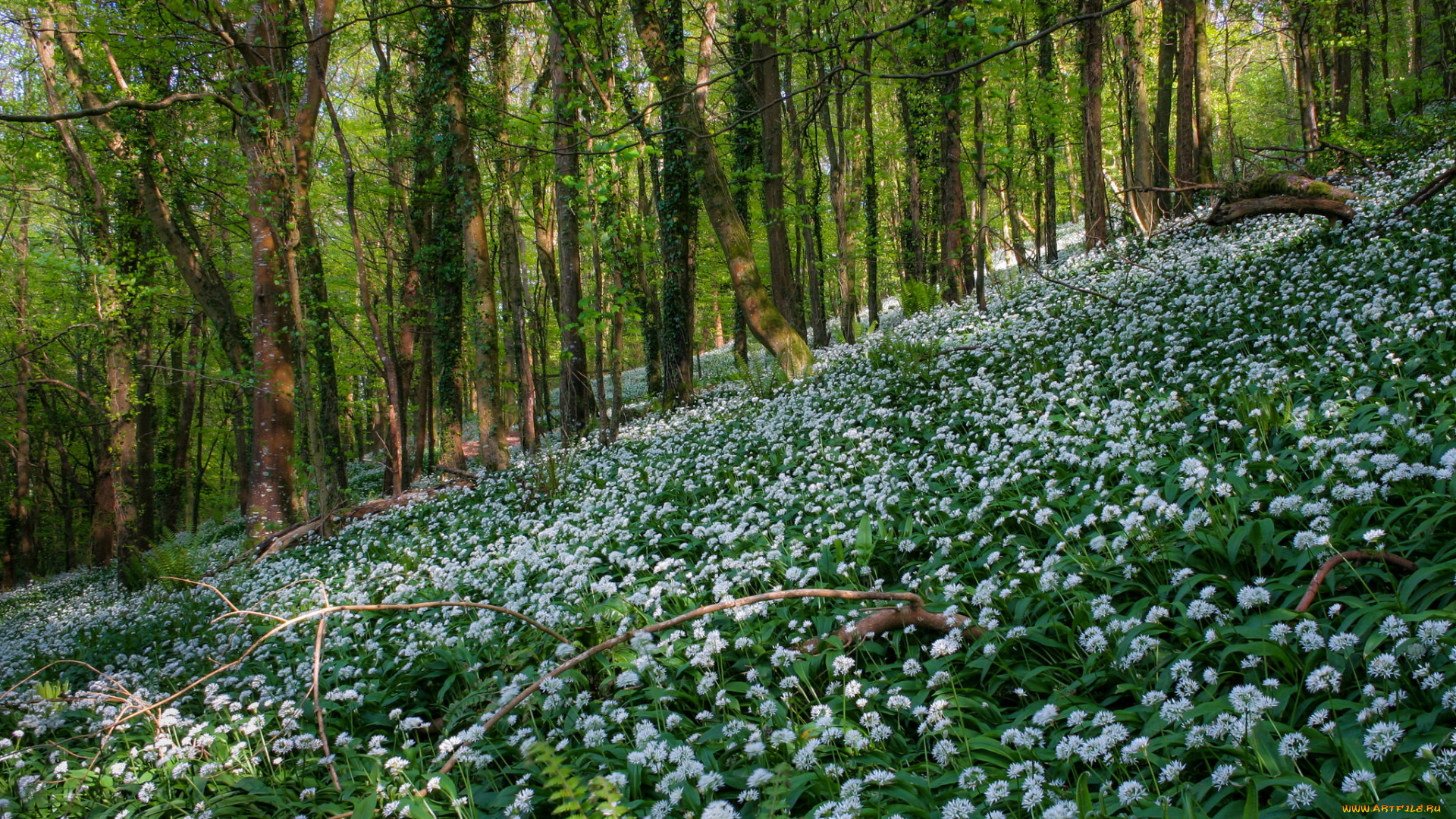 природа, лес, трава, цветы