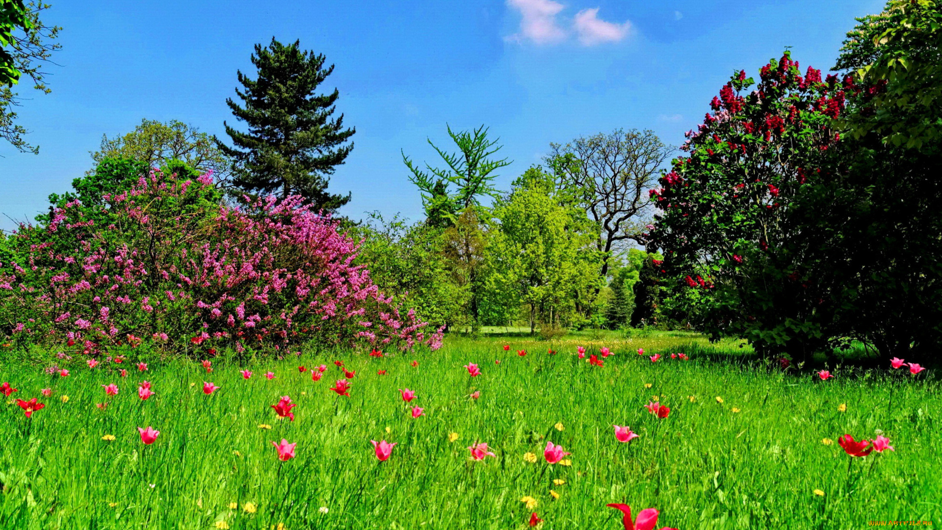 природа, луга, луг, цветы, лес