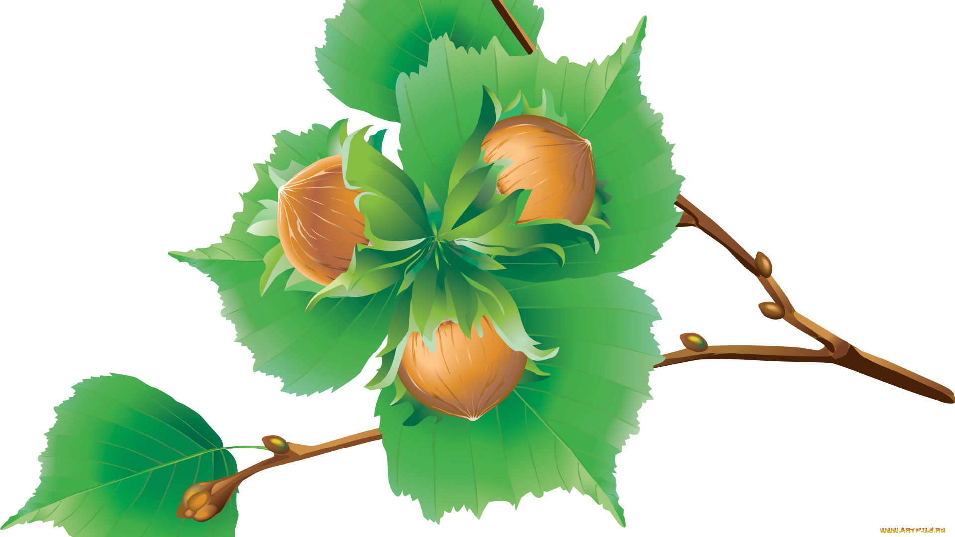 векторная, графика, природа, , nature, ветка, орехи