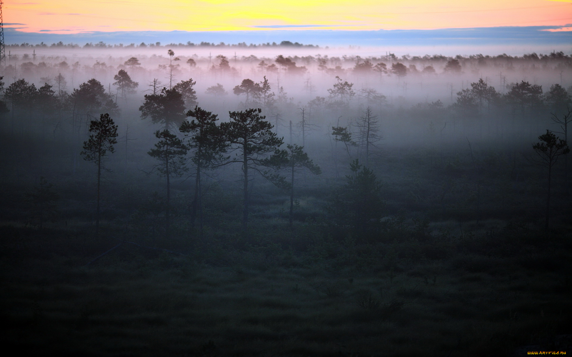 природа, восходы, закаты, туман, рассвет, утро, деревья