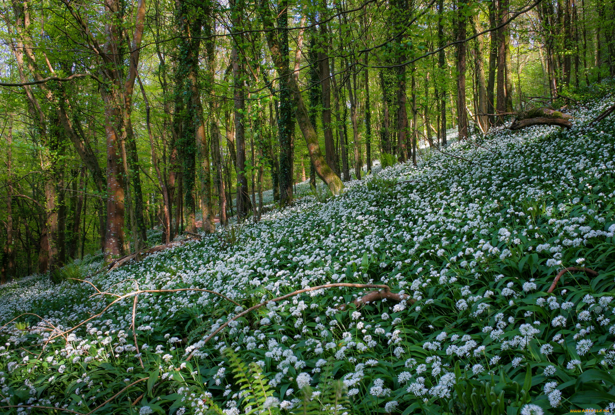 природа, лес, трава, цветы