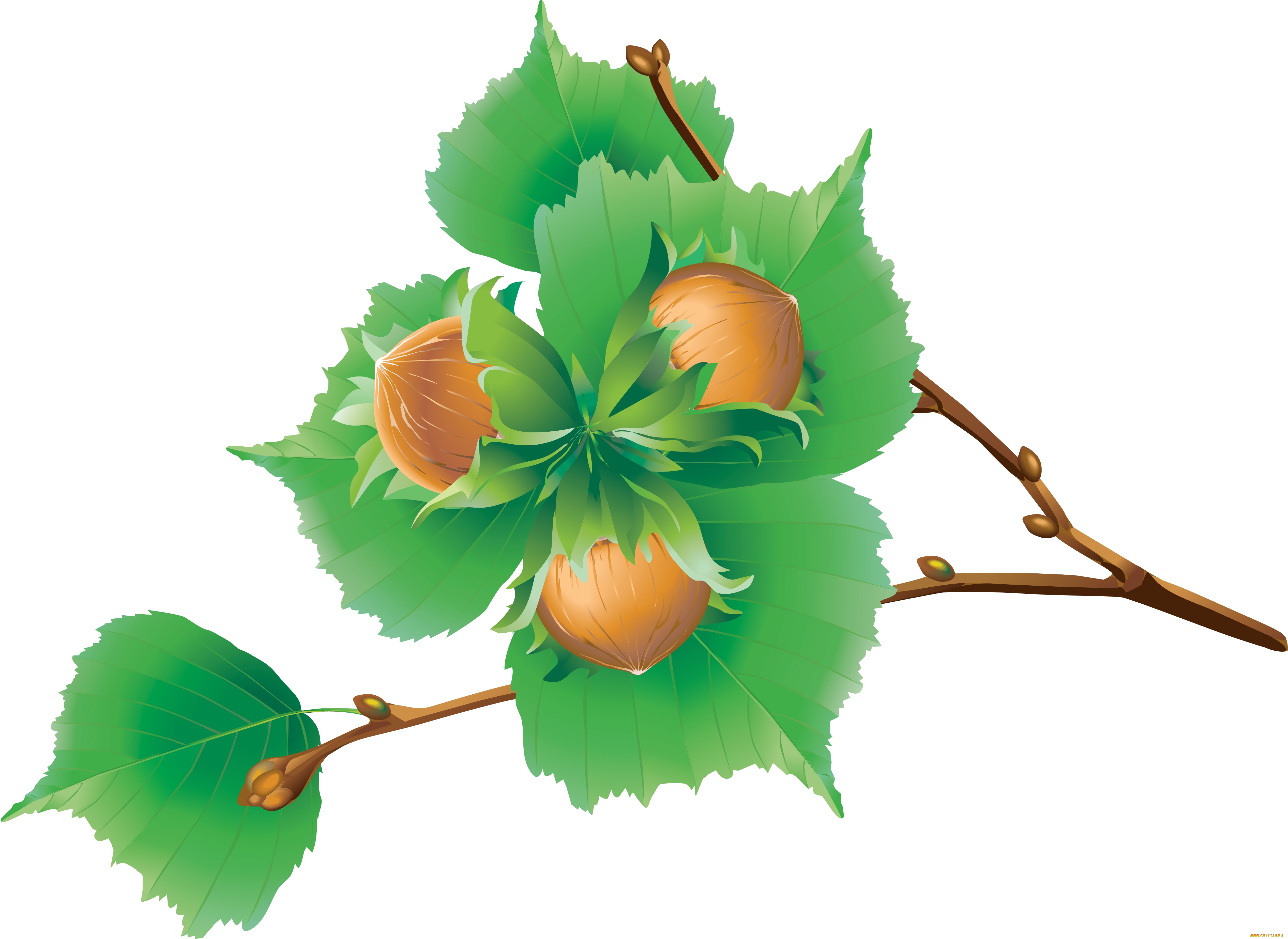 векторная, графика, природа, , nature, ветка, орехи