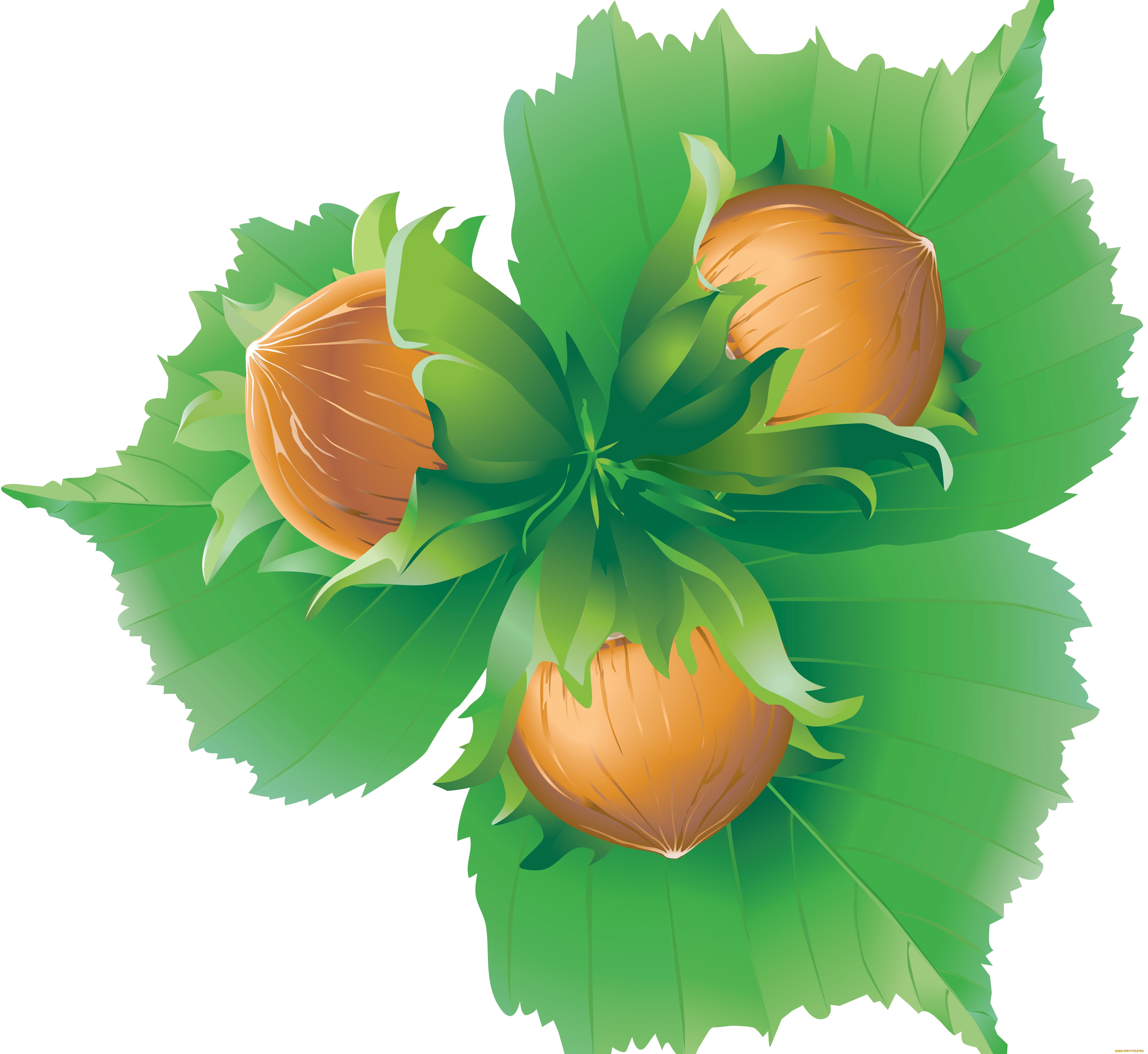 векторная, графика, природа, , nature, фон, листья, орехи