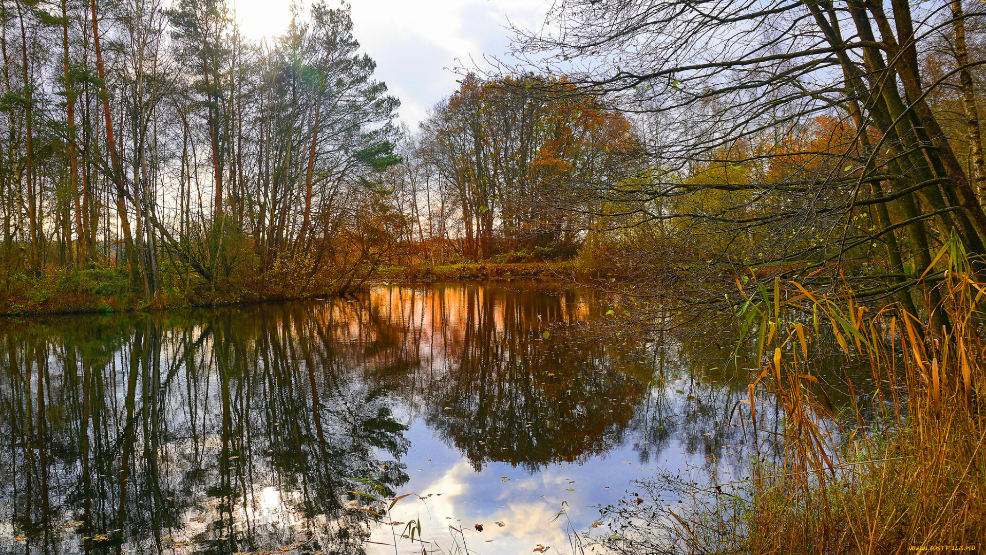 природа, реки, озера, река, лес