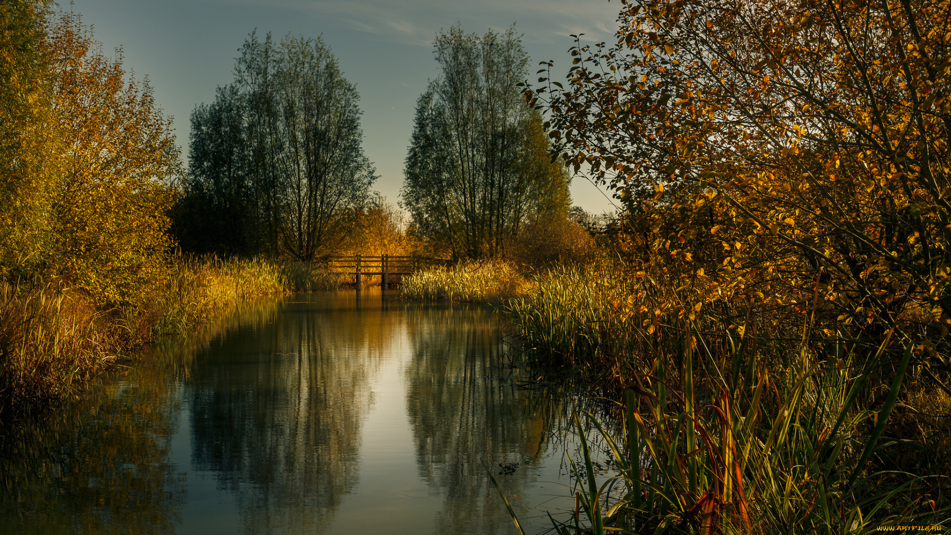 природа, реки, озера, река, лес