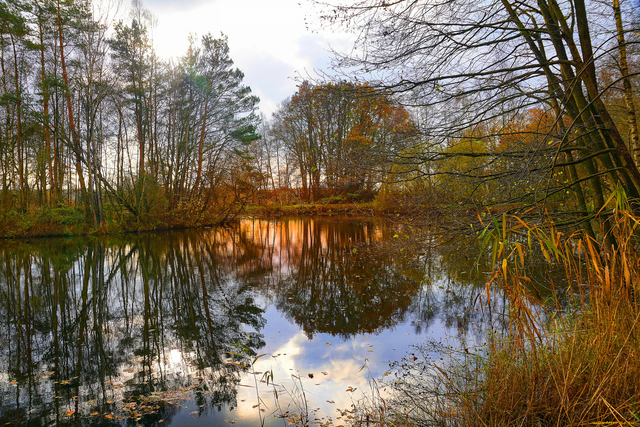 природа, реки, озера, река, лес