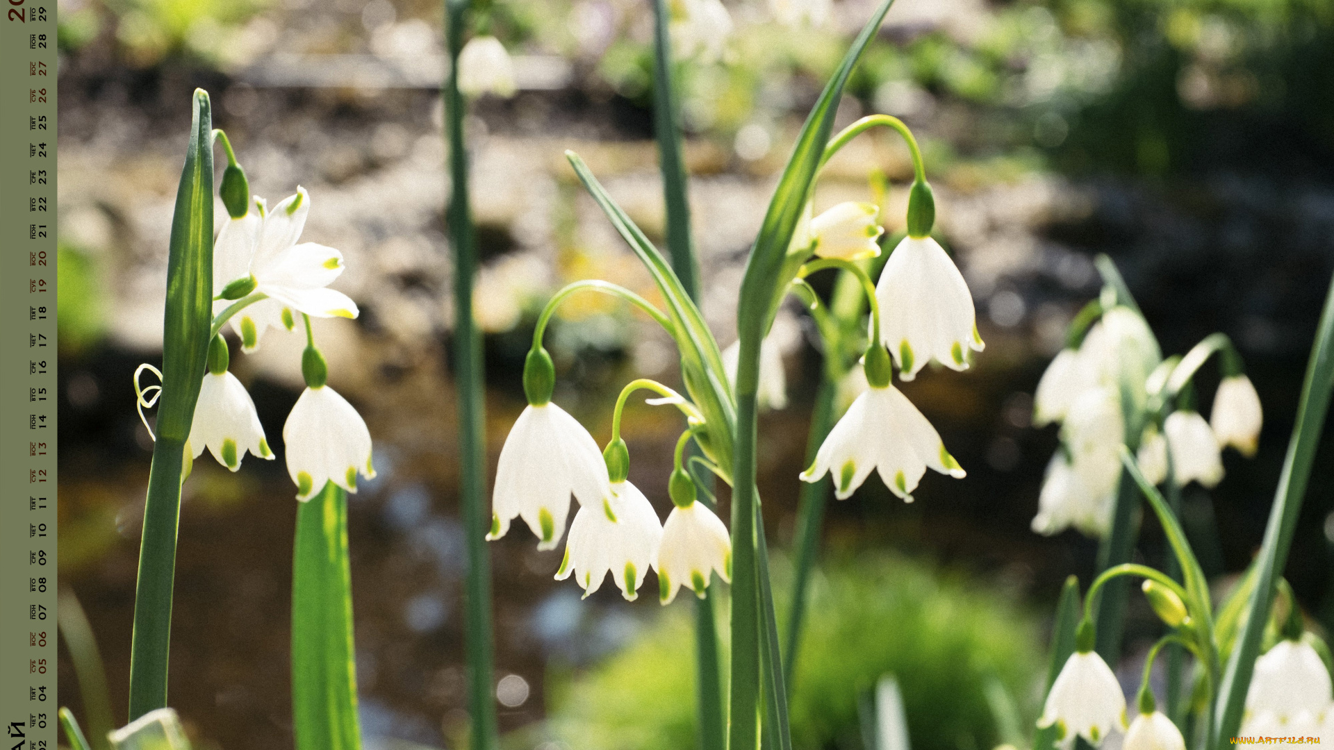календари, цветы, растение